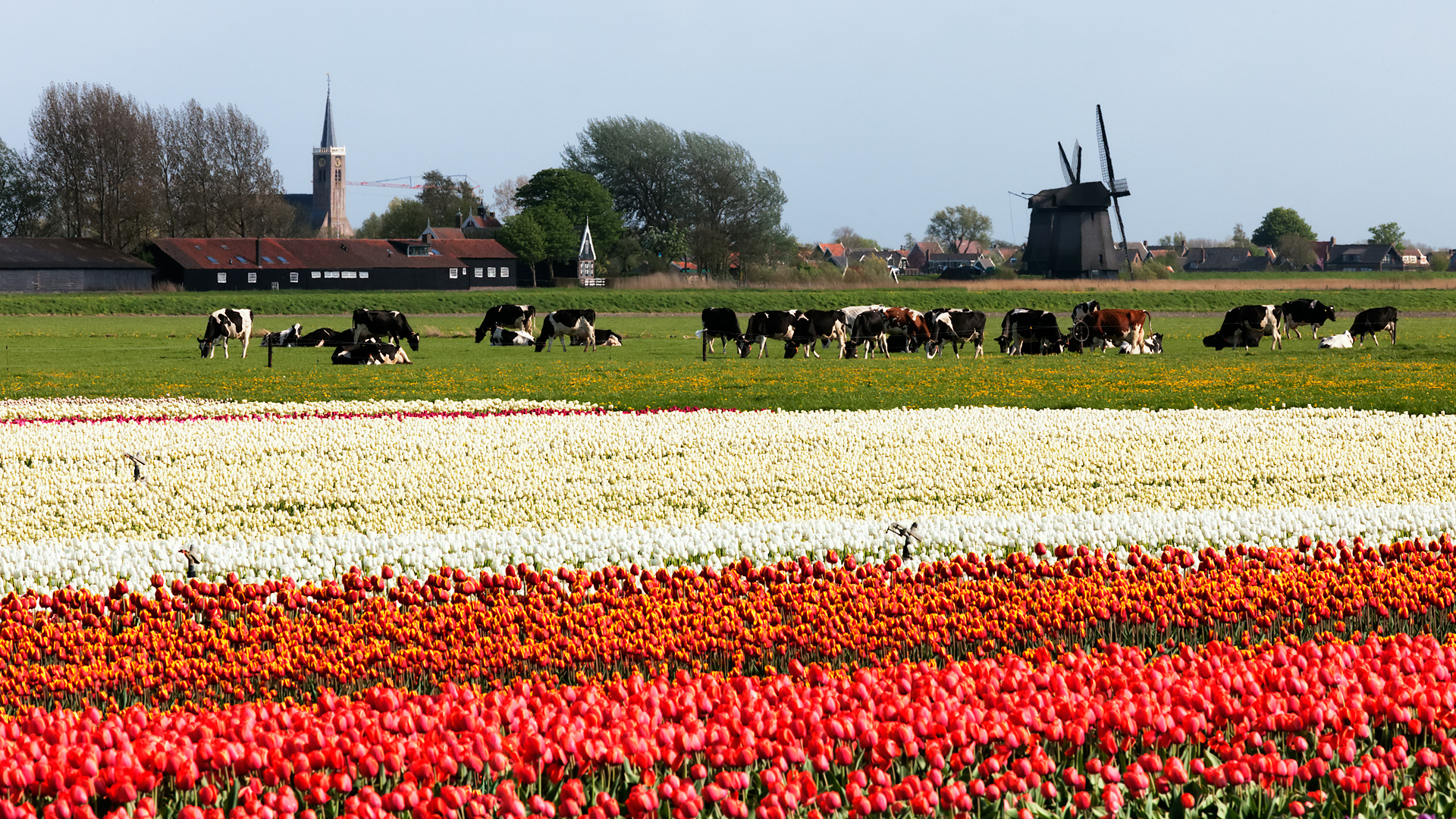 Mulini e tulipani - Old style