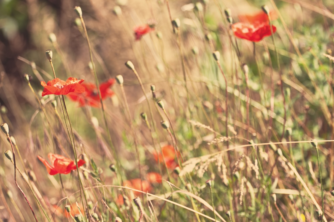 Poppies