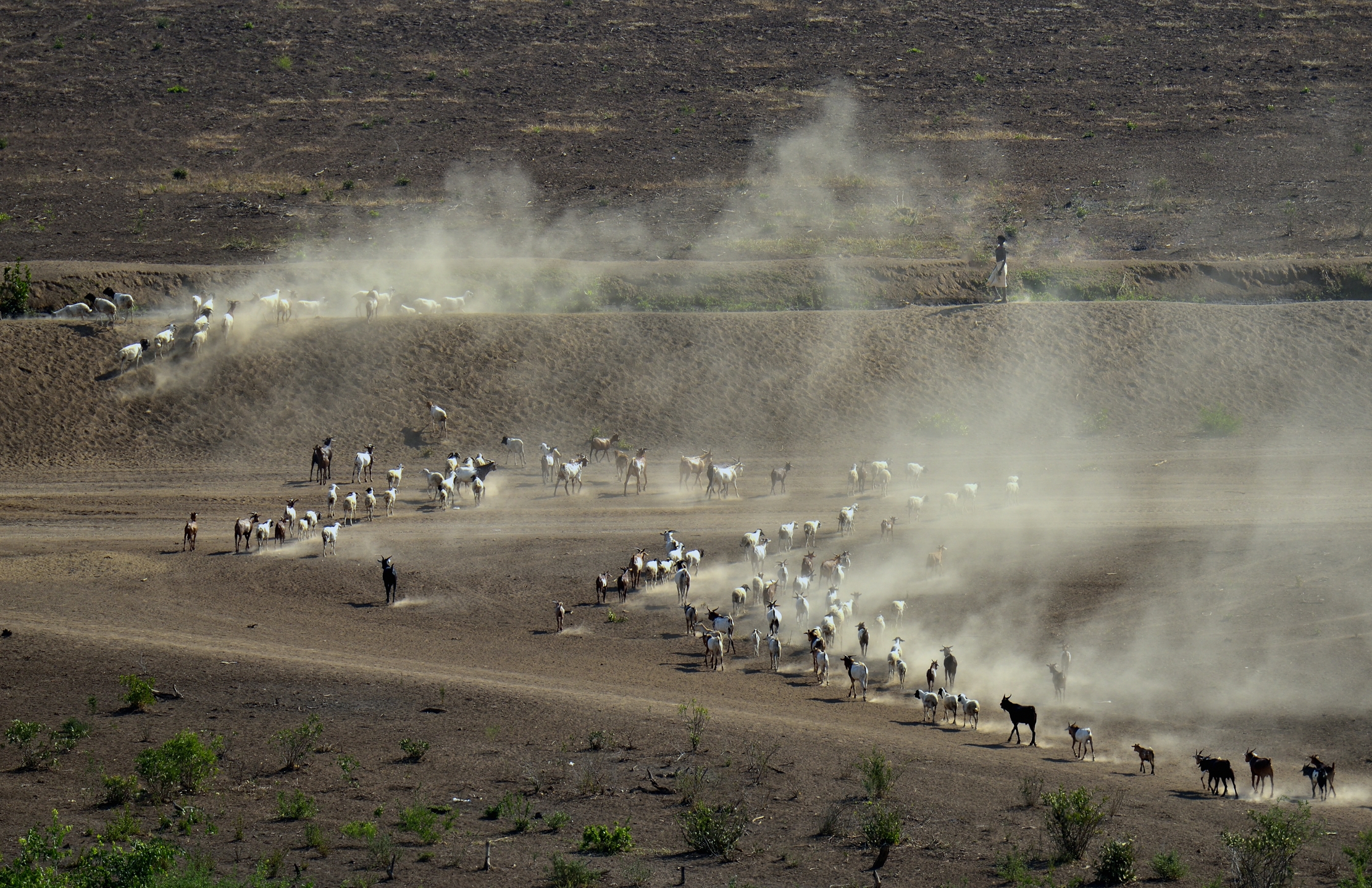 Etiopia 2015 -  Gregge Karo