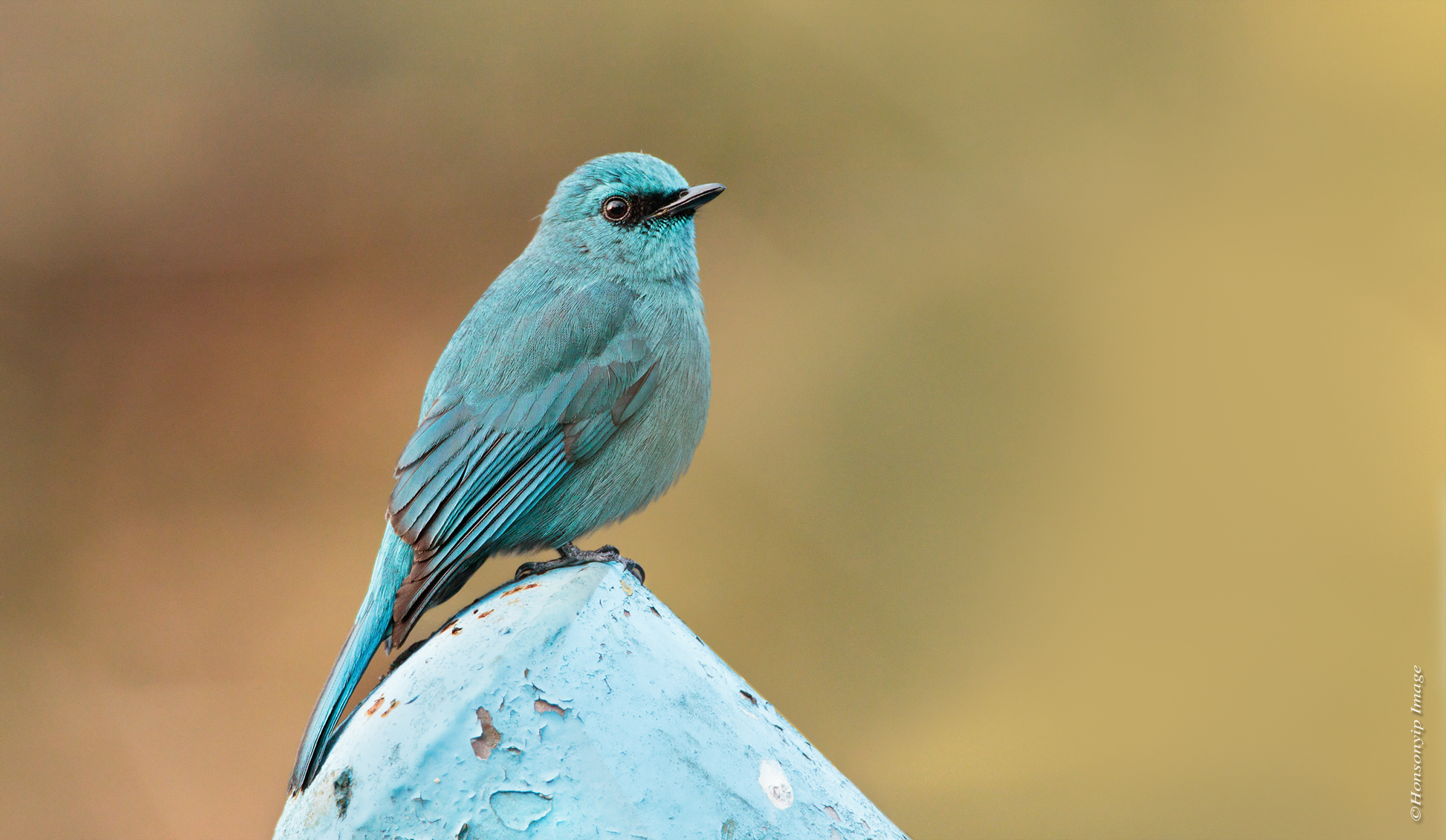 Pigliamosche verditer