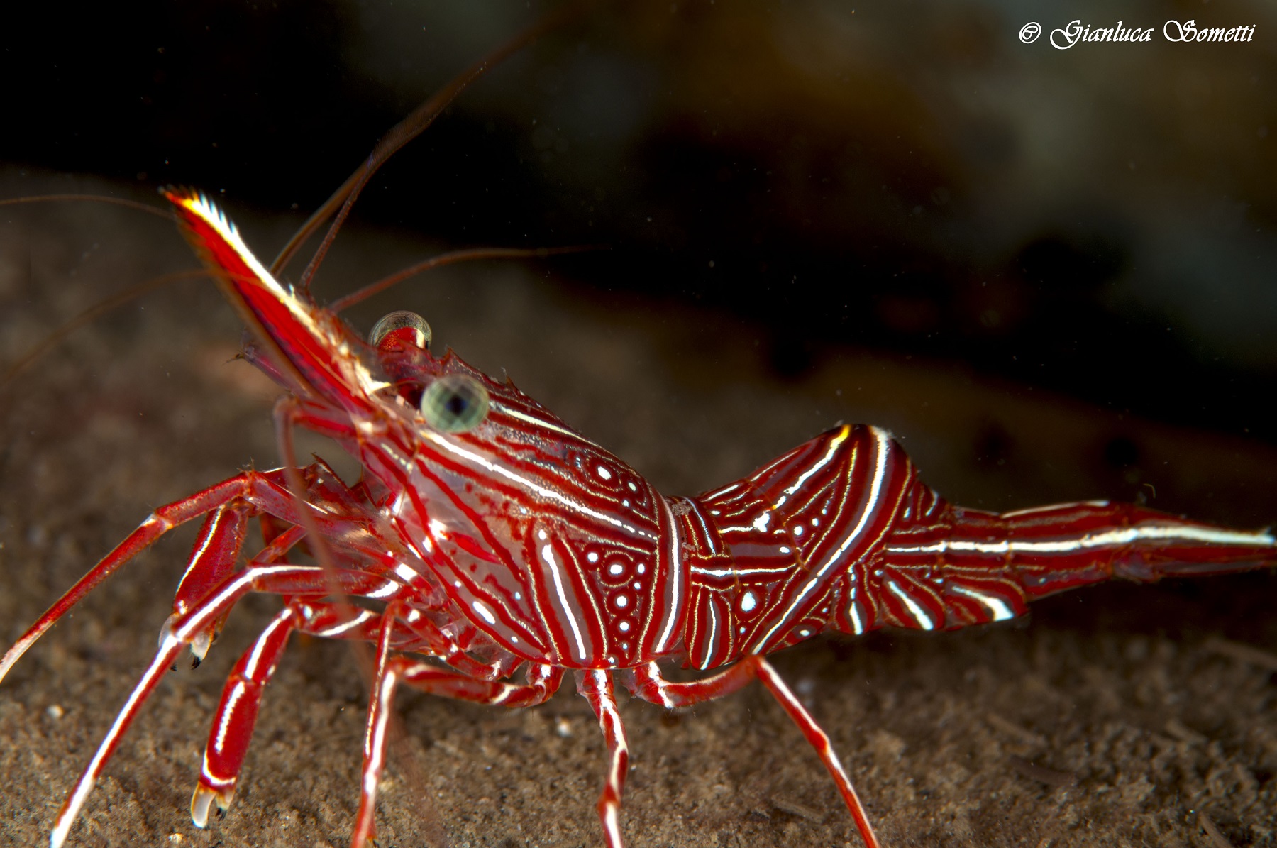 rhynchocinetes uritai