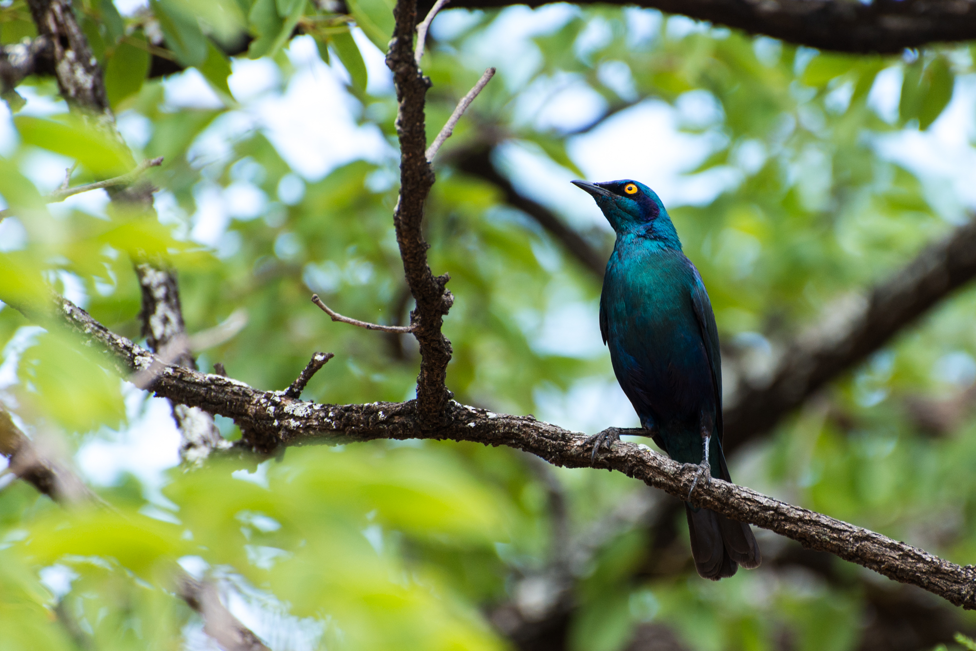 Cape Glossy Starling