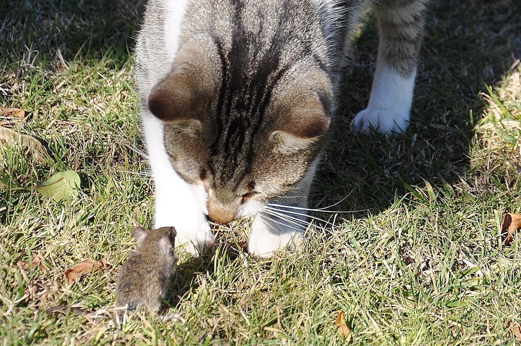 there are more cats than once