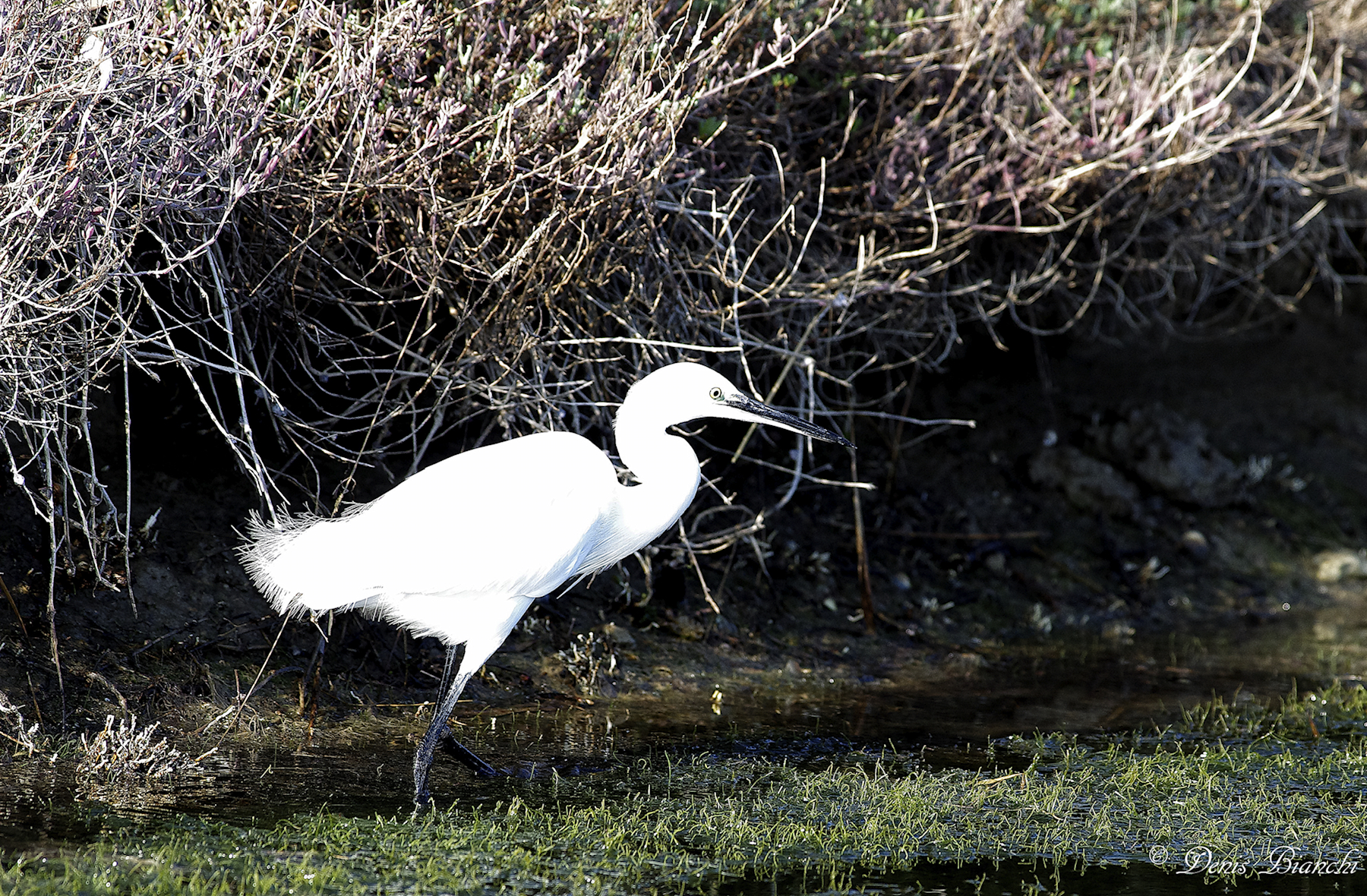 Egret