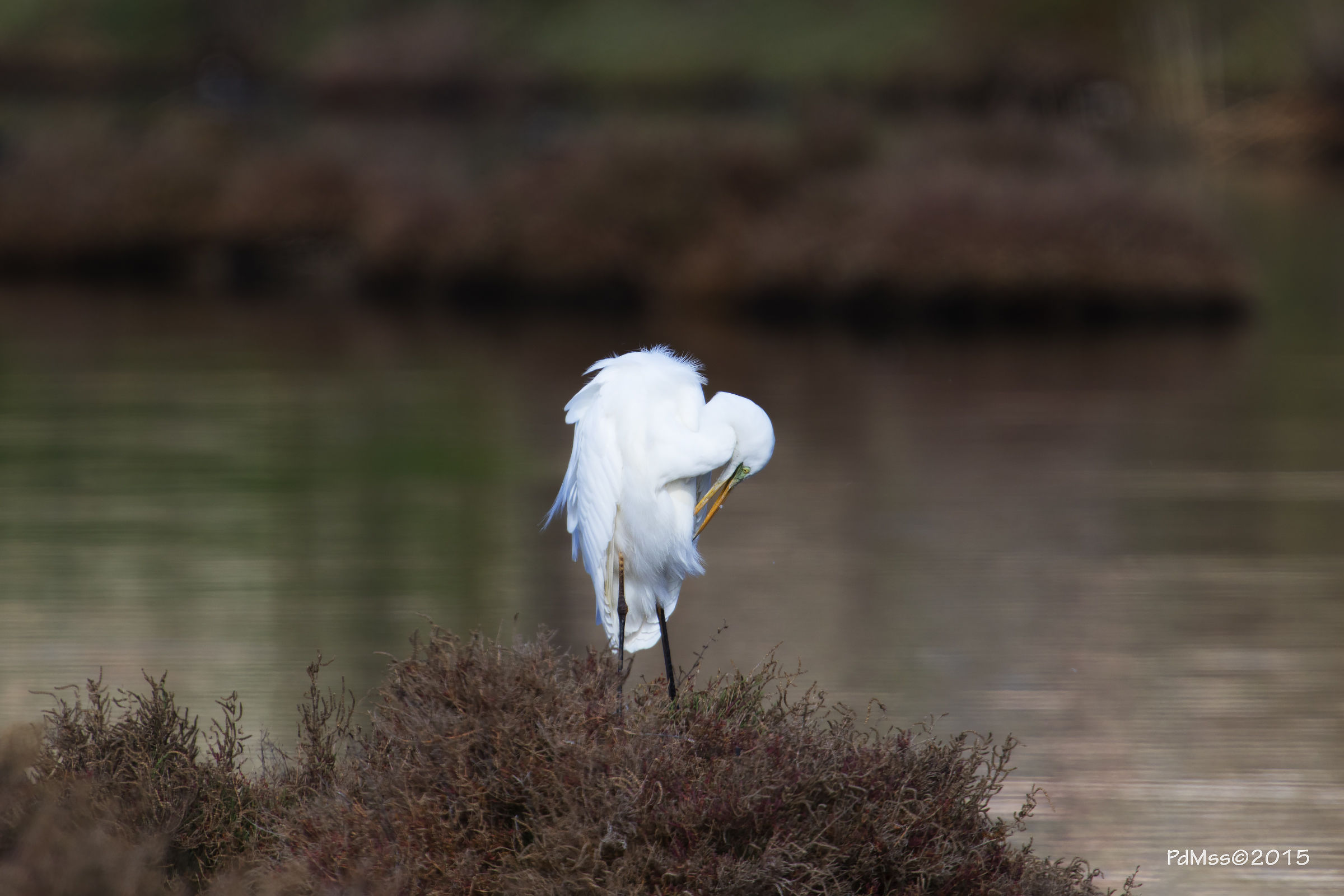 Airone Bianco Maggiore
