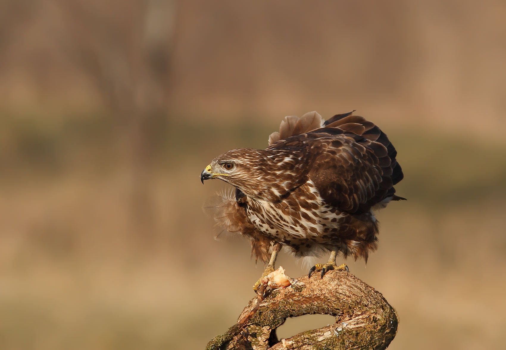 Buzzard