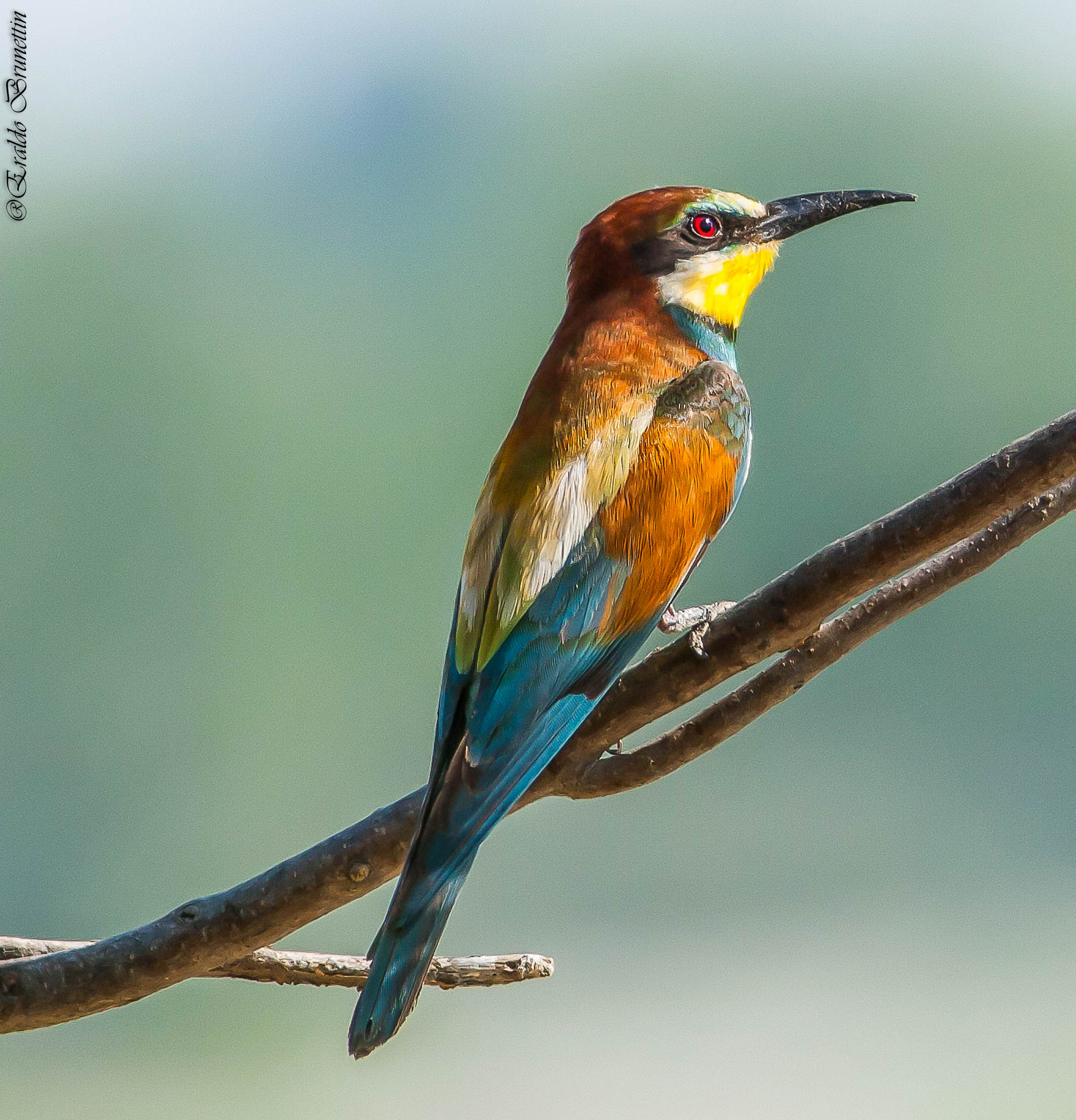 Eater (Merops apiaster)