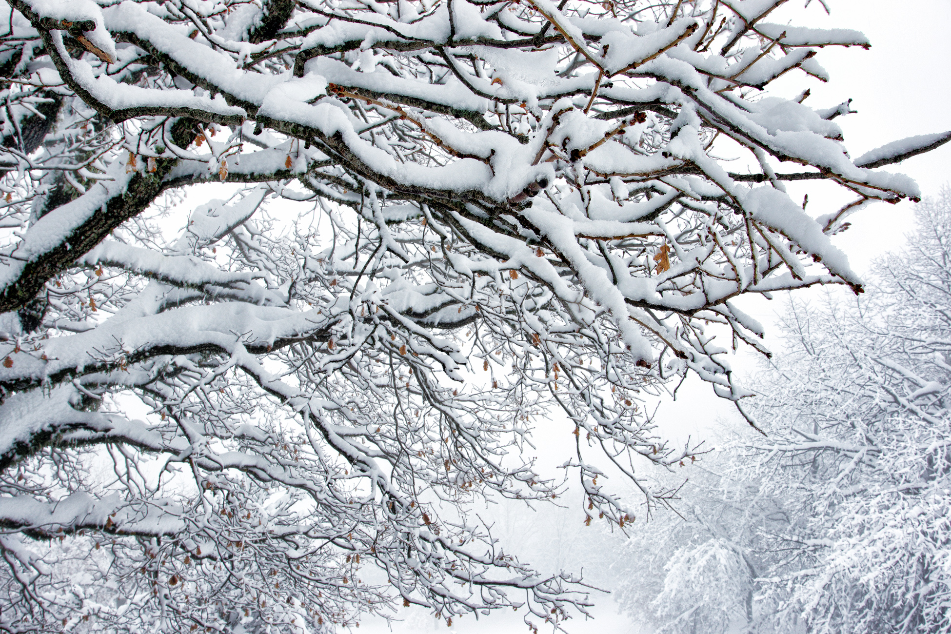 Come braccia protese