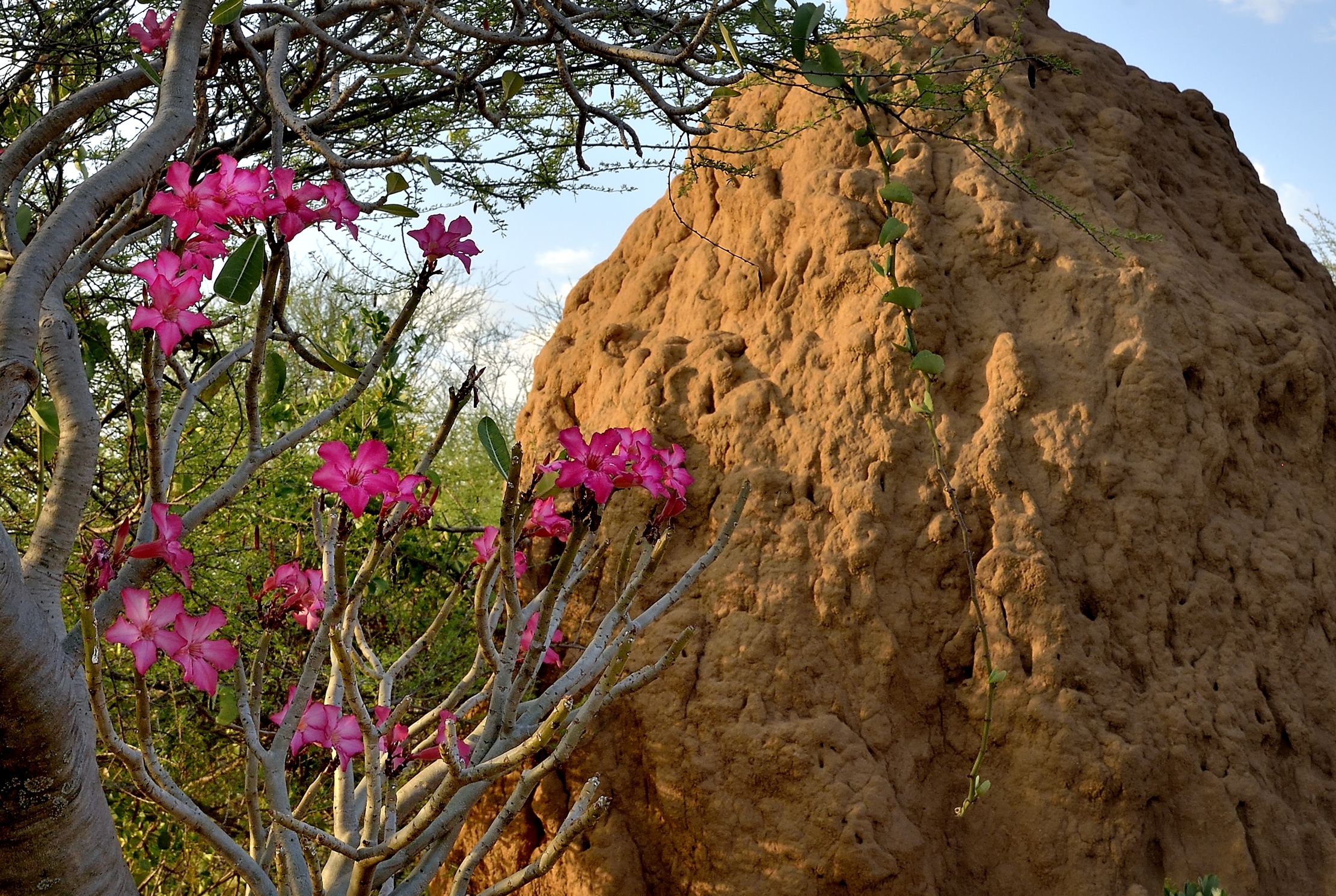 Etiopia 2015 - Rosa del deserto e termitaio
