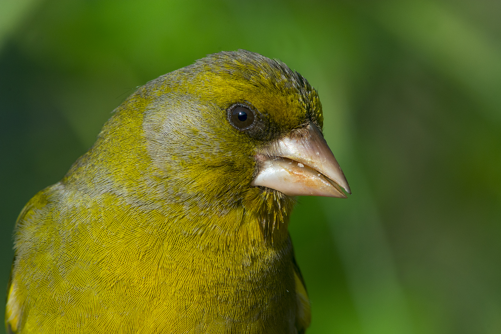 In the face of the greenfinch