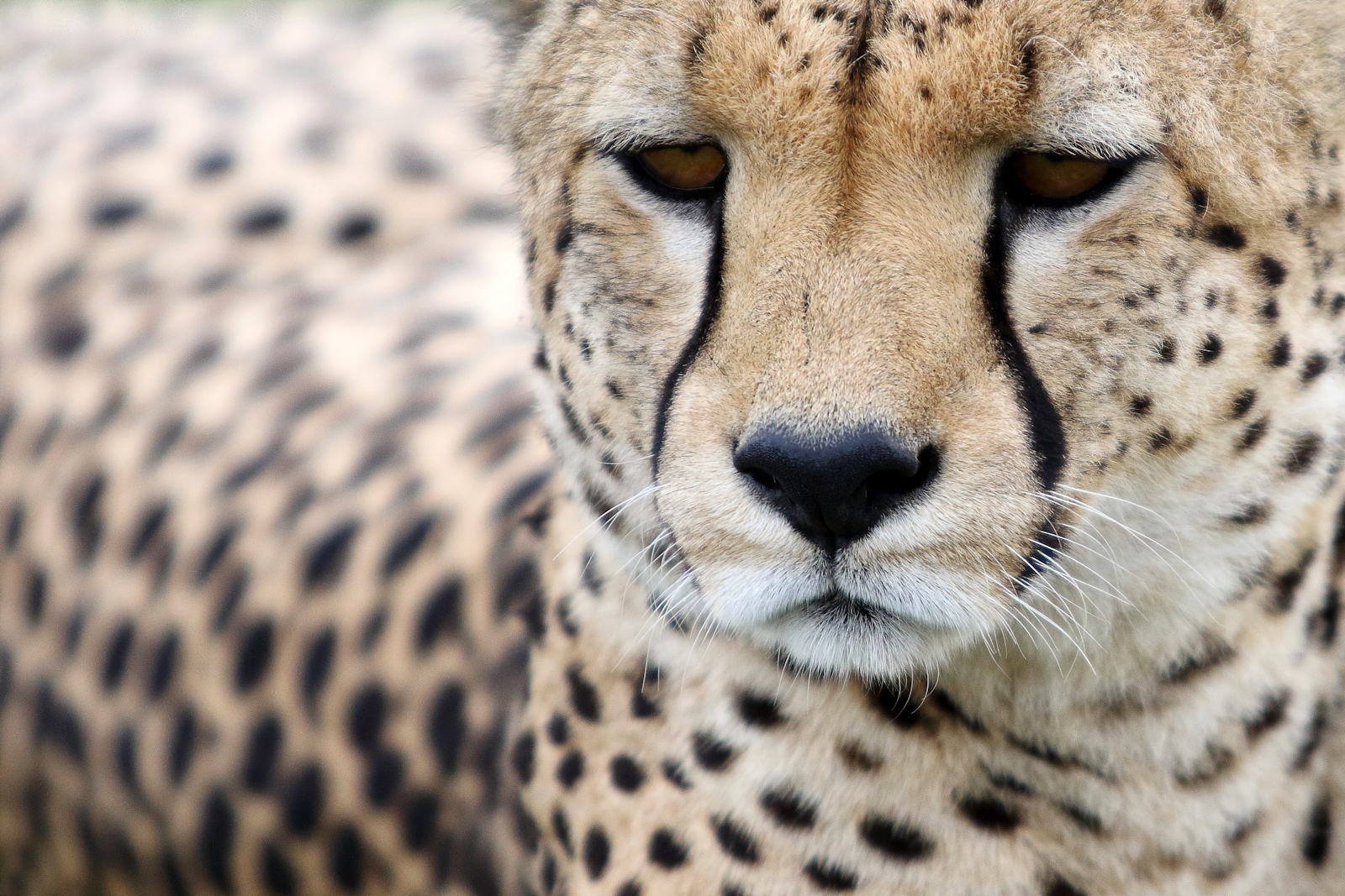 portrait of cheetah
