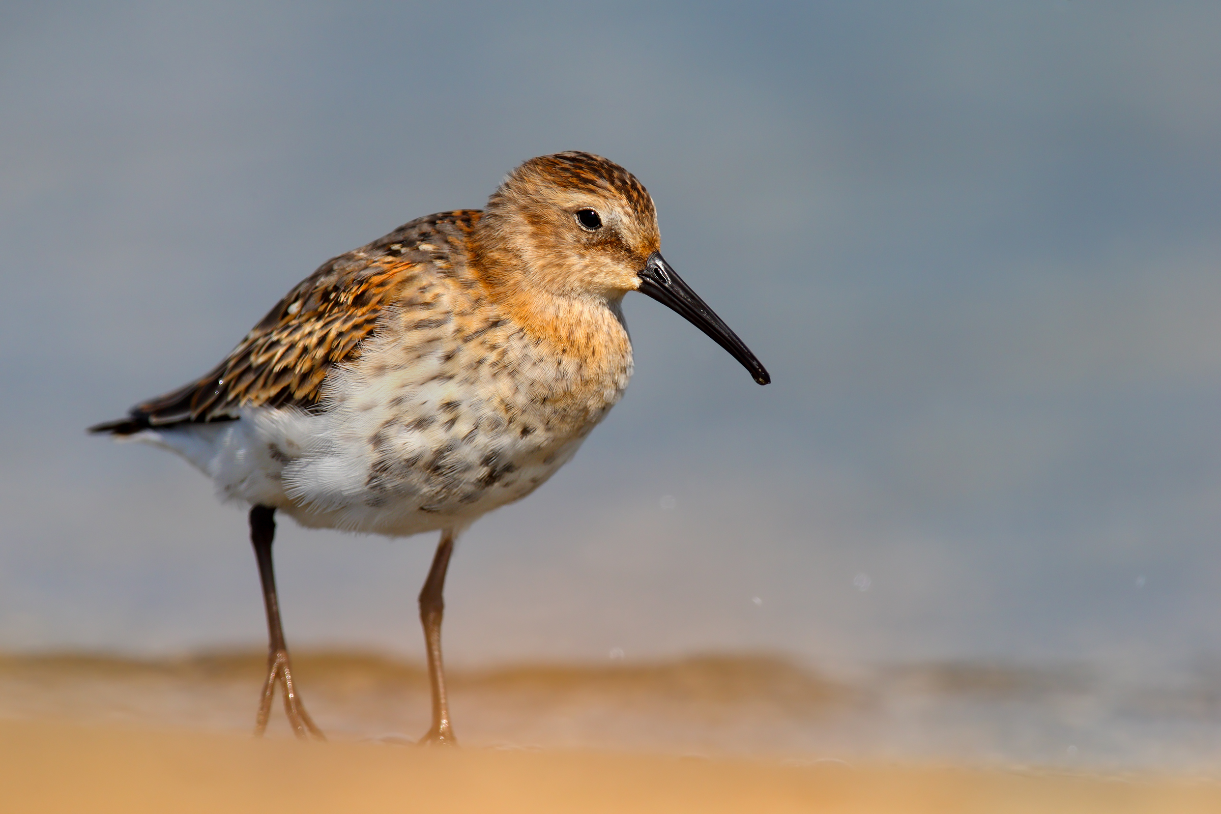 Dunlin