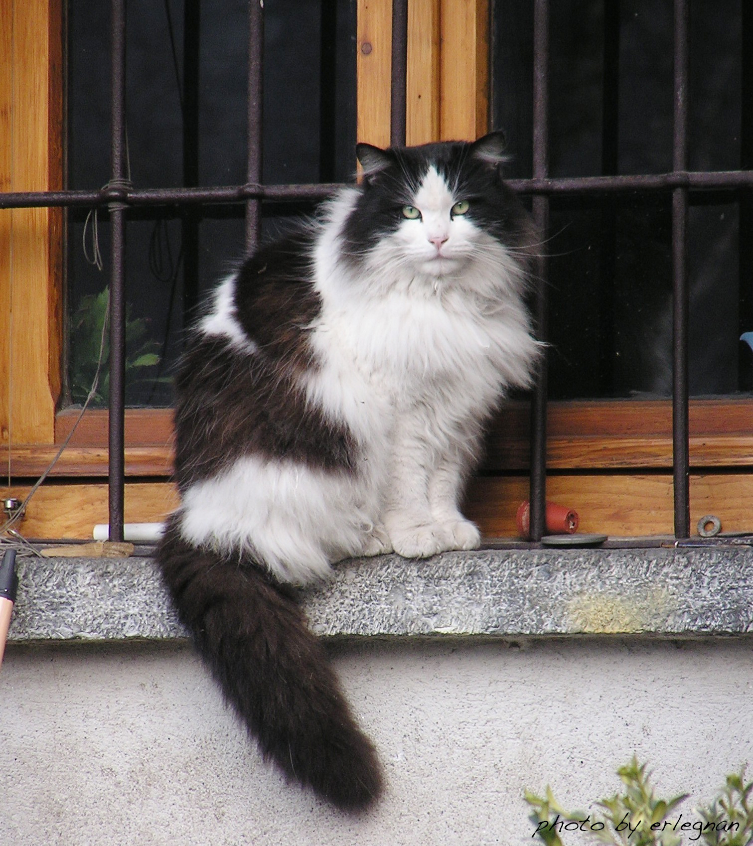 Cat in black and white