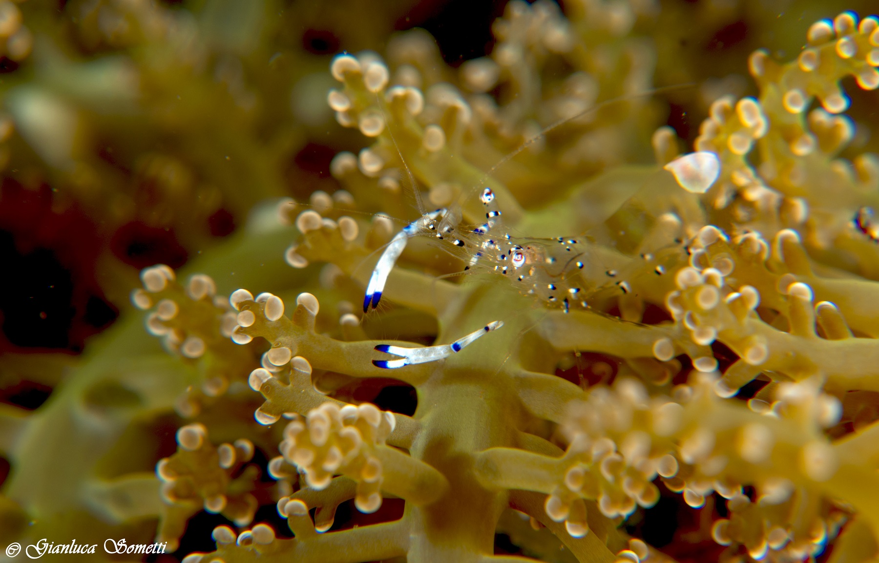 bubble coral shirmps