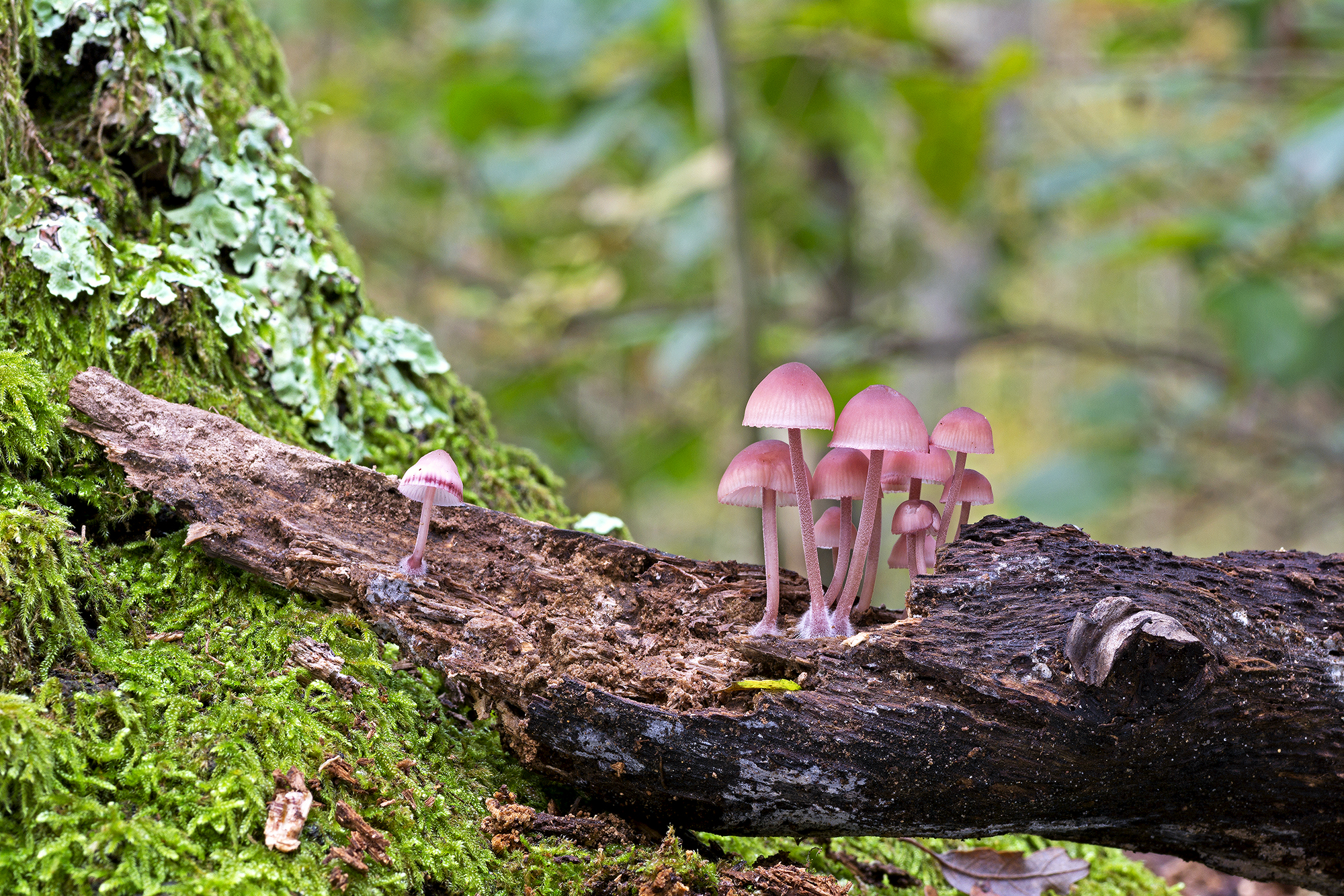 Mycena haematopus