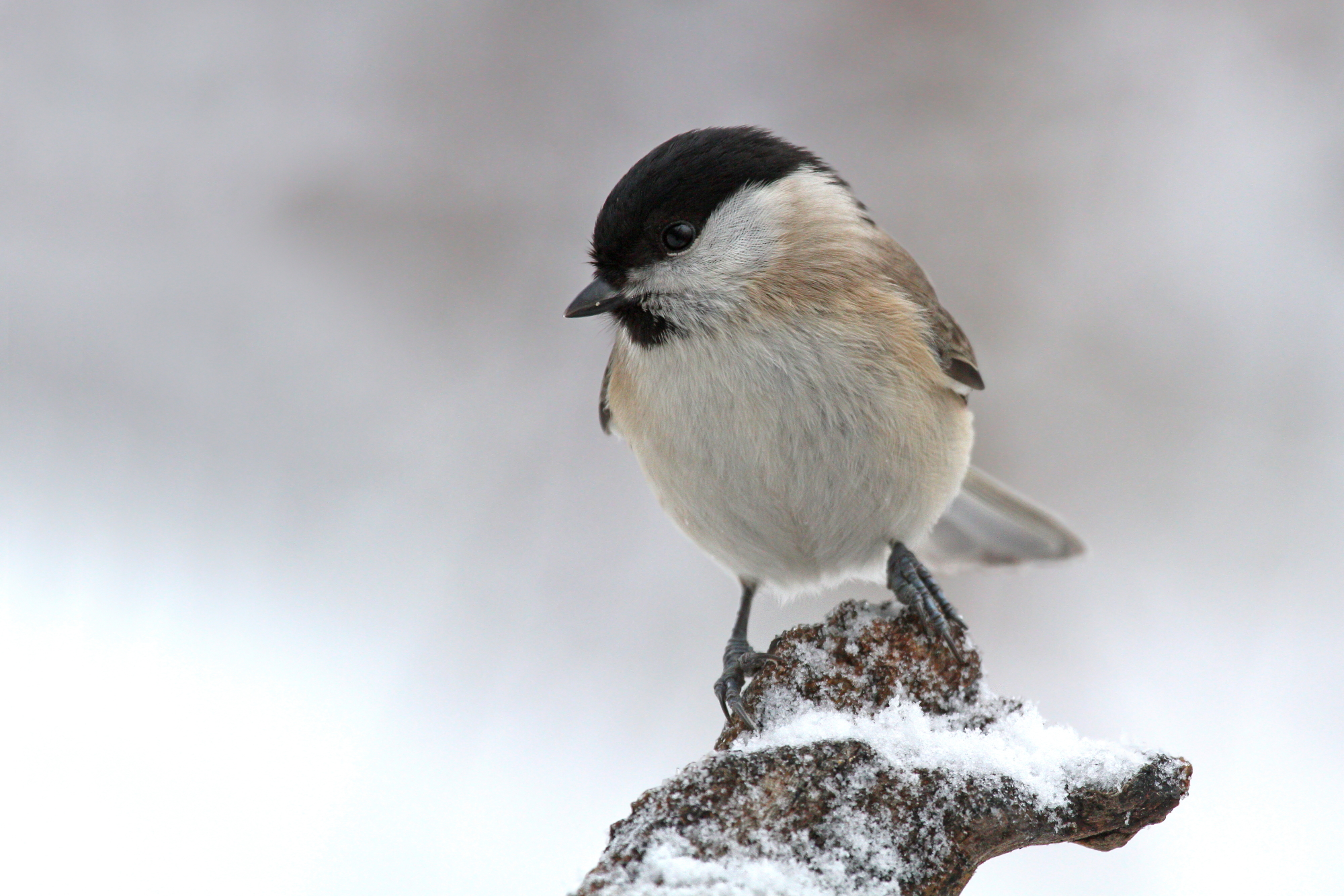 Chickadee