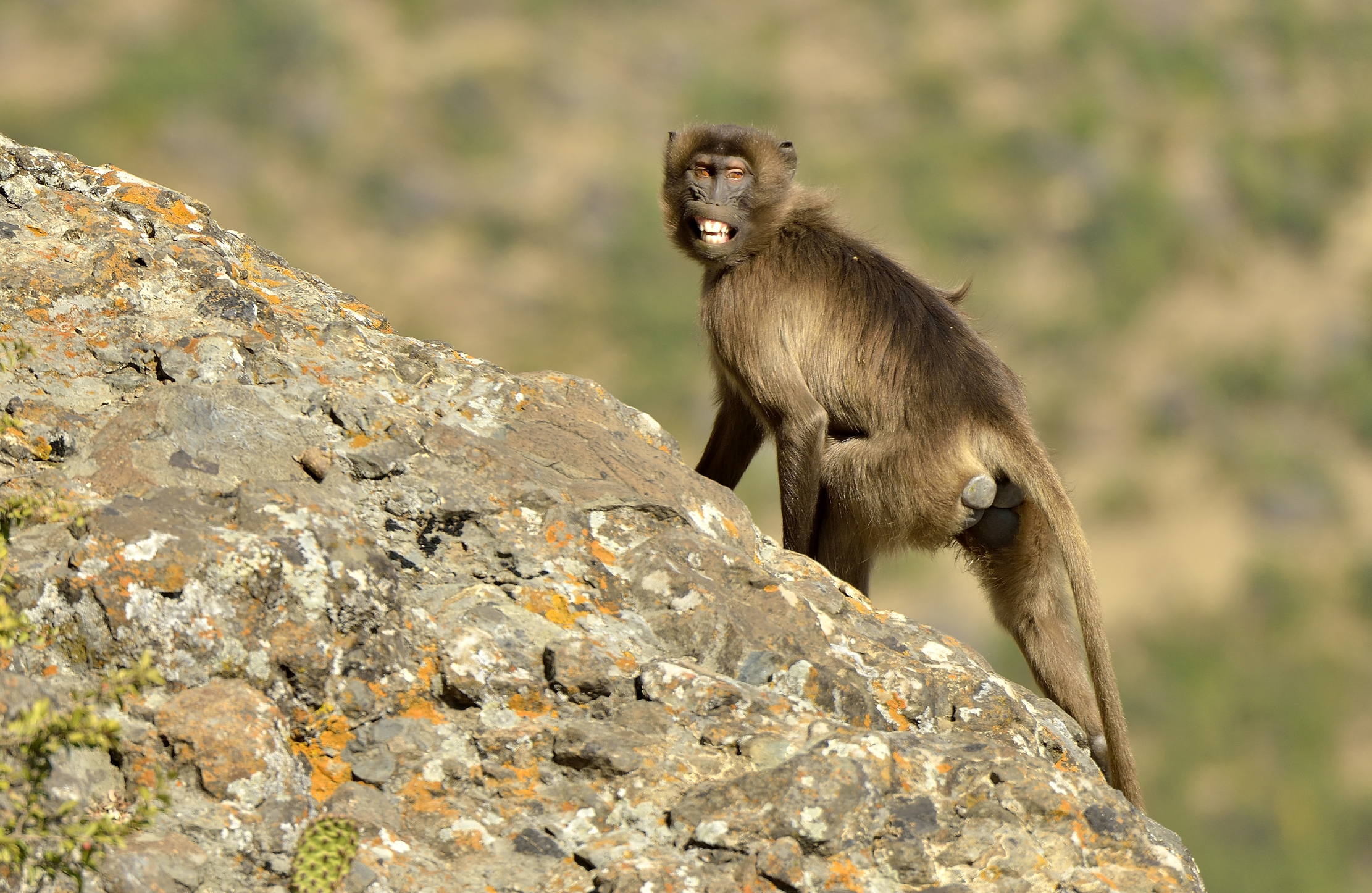 Etiopia 2015 - La minaccia del Gelada baboon