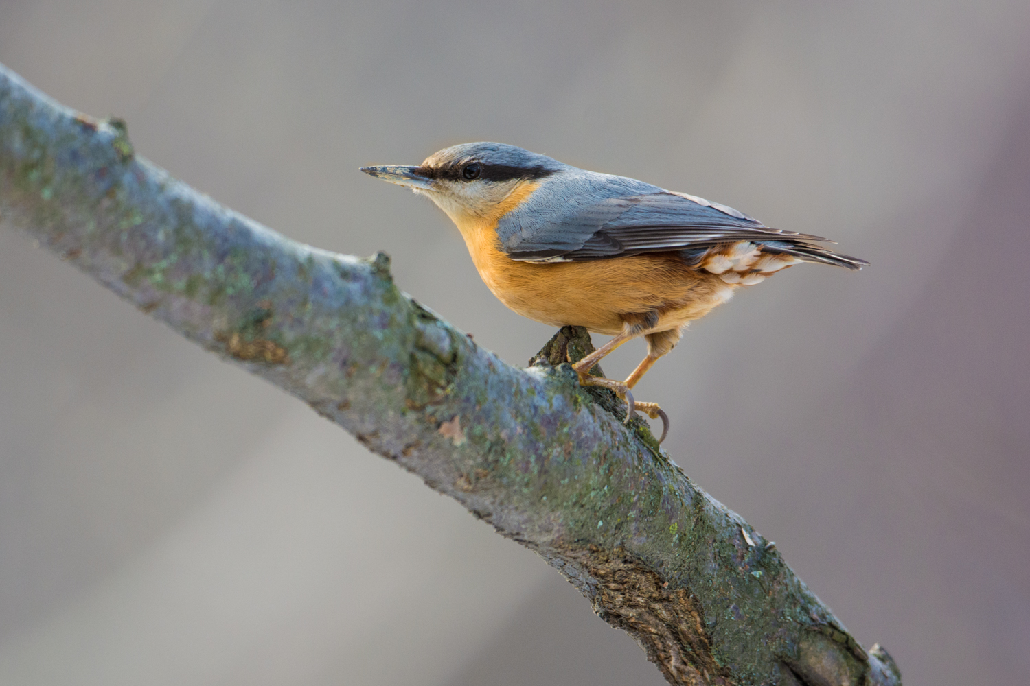 Nuthatch