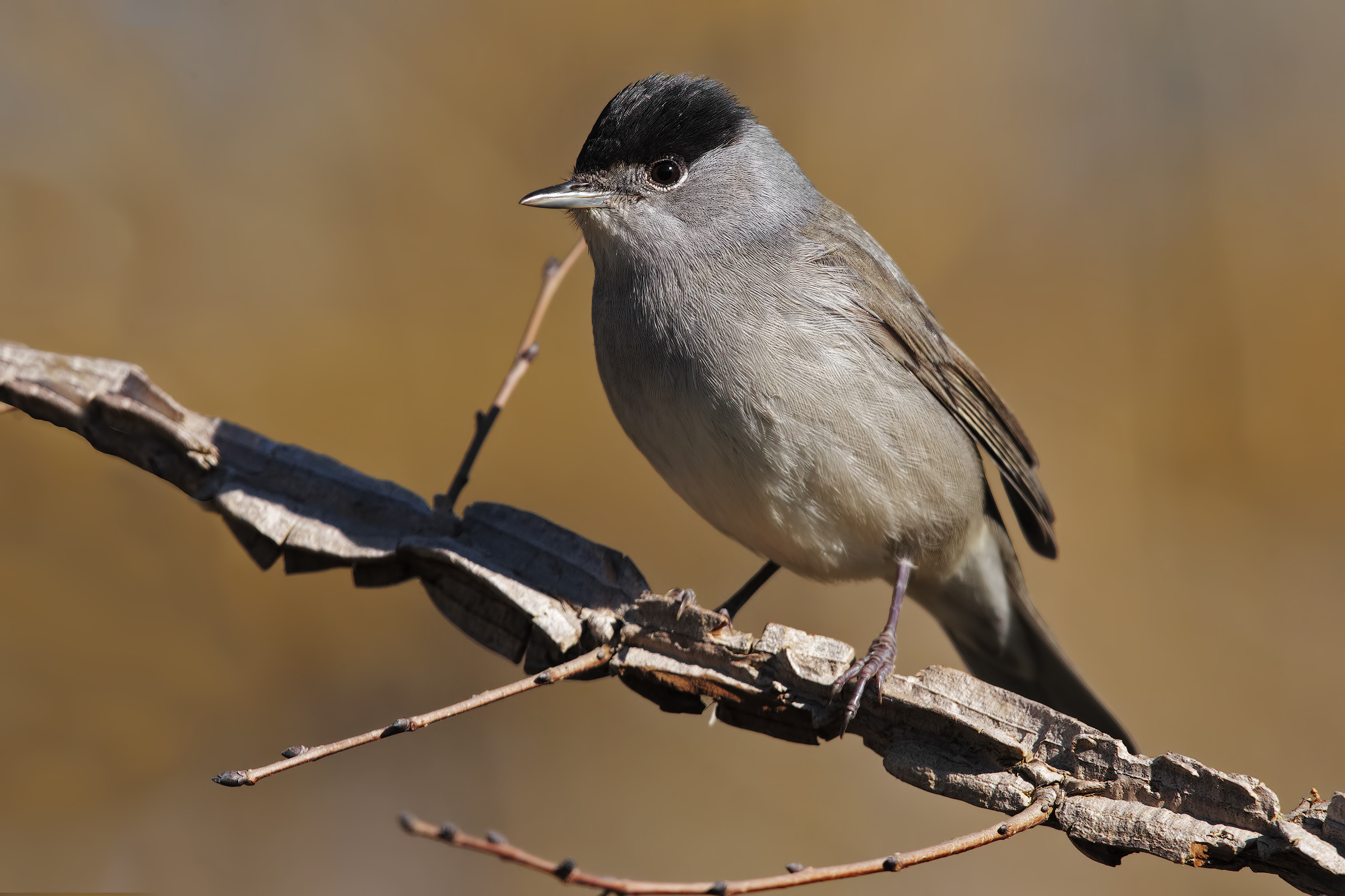 blackcap male and acacia2