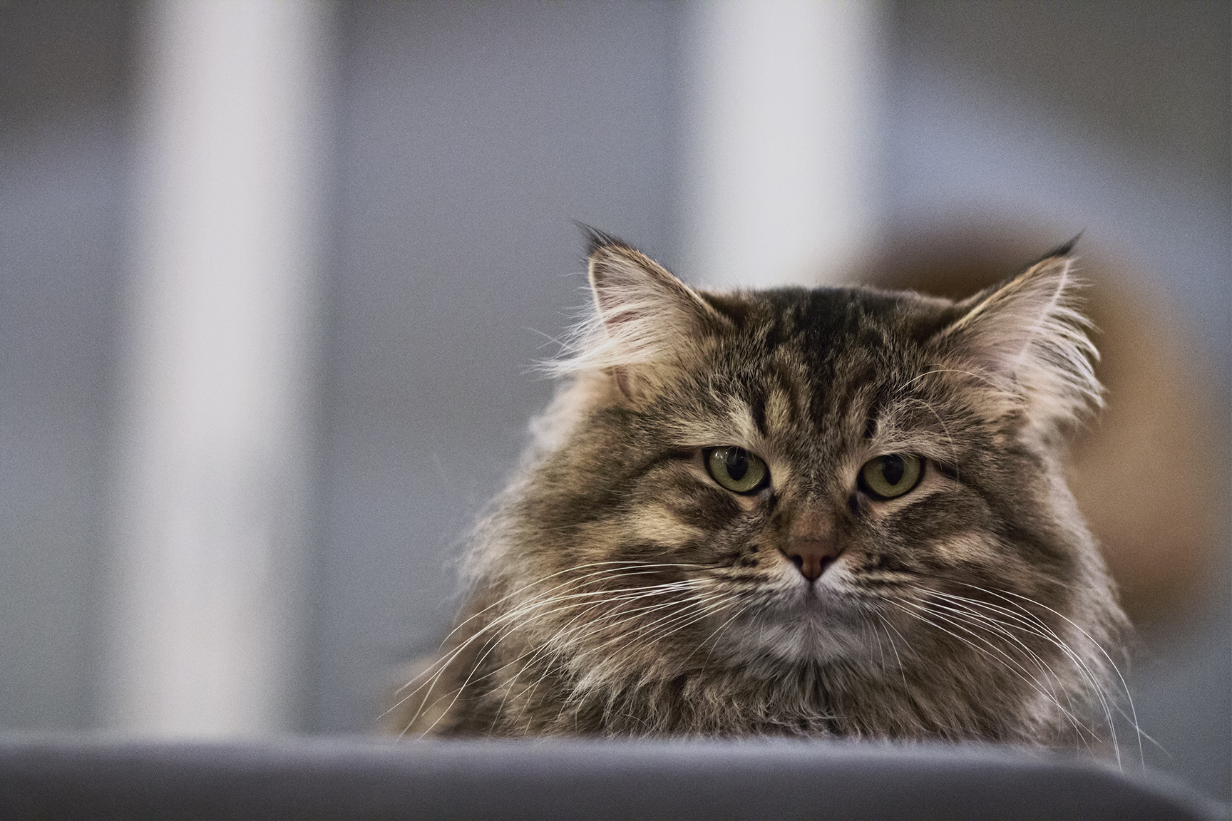 Che hai da guardare???