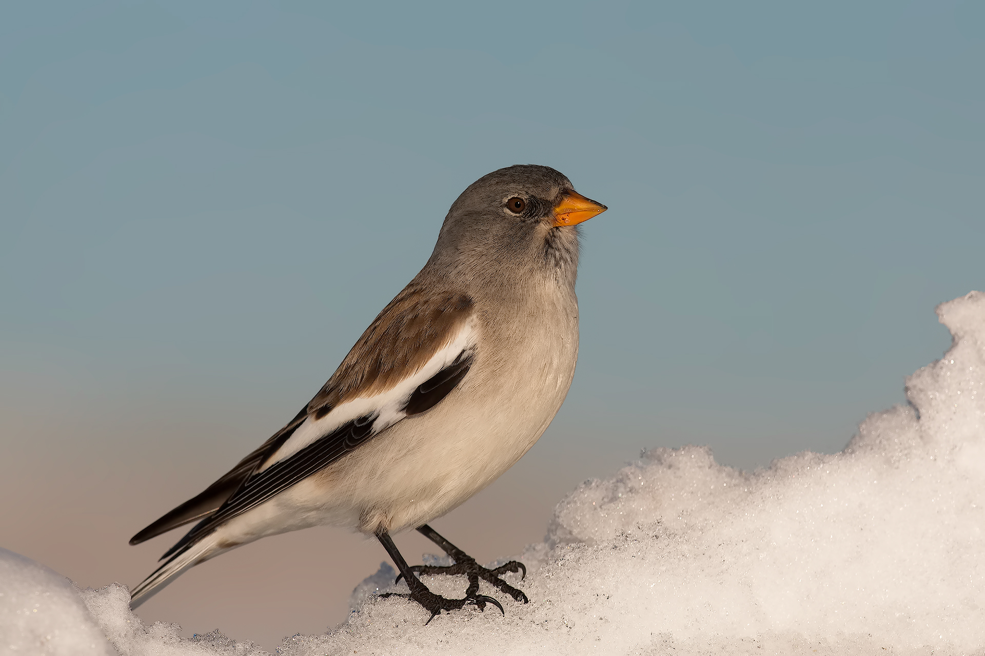 snow finch