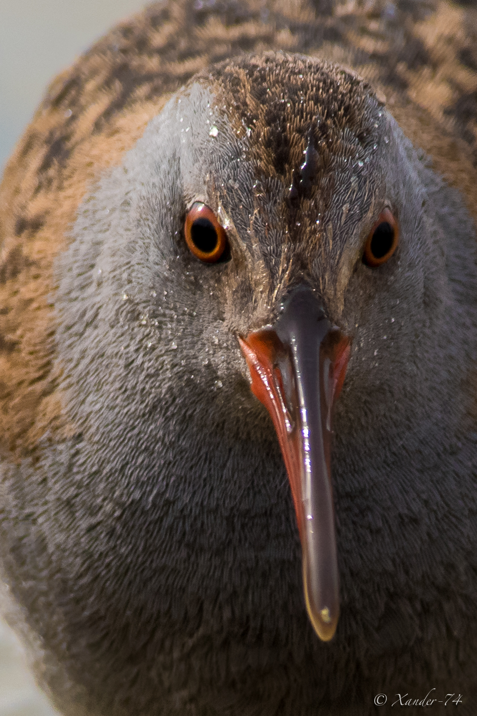 Mega Crop Porciglione