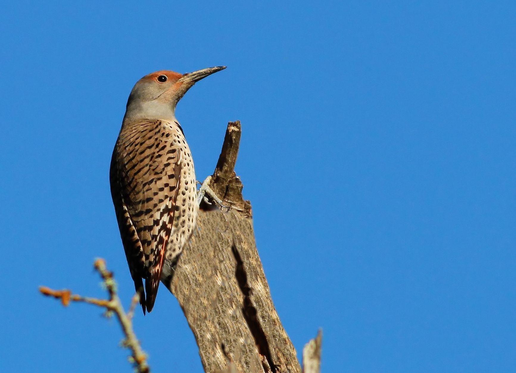 The Precarious Perch