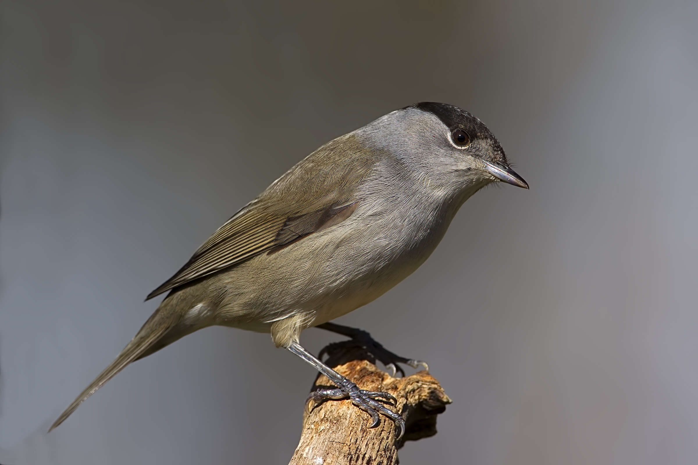 Blackcap