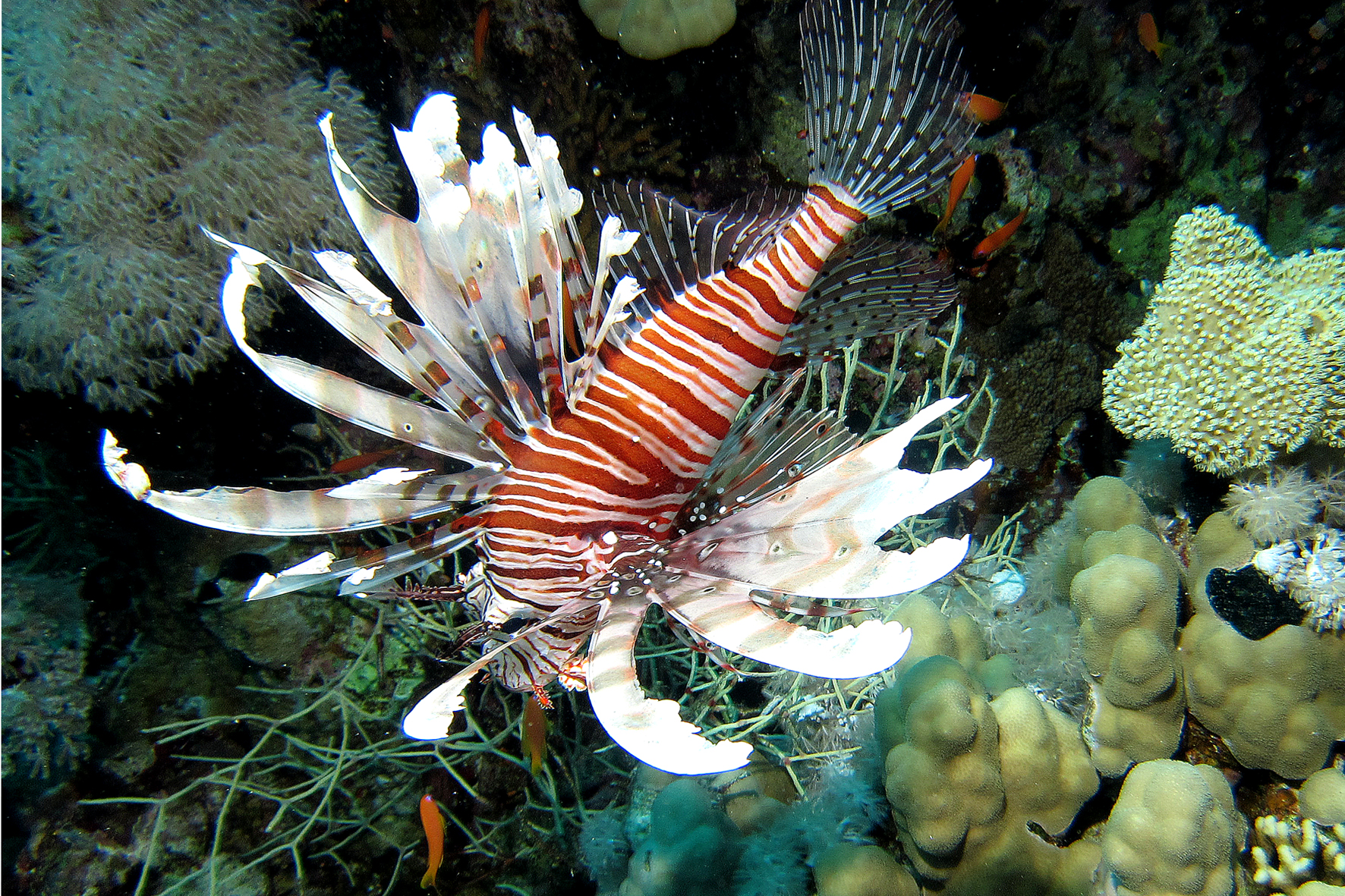 Beautiful but dangerous! -Sharm