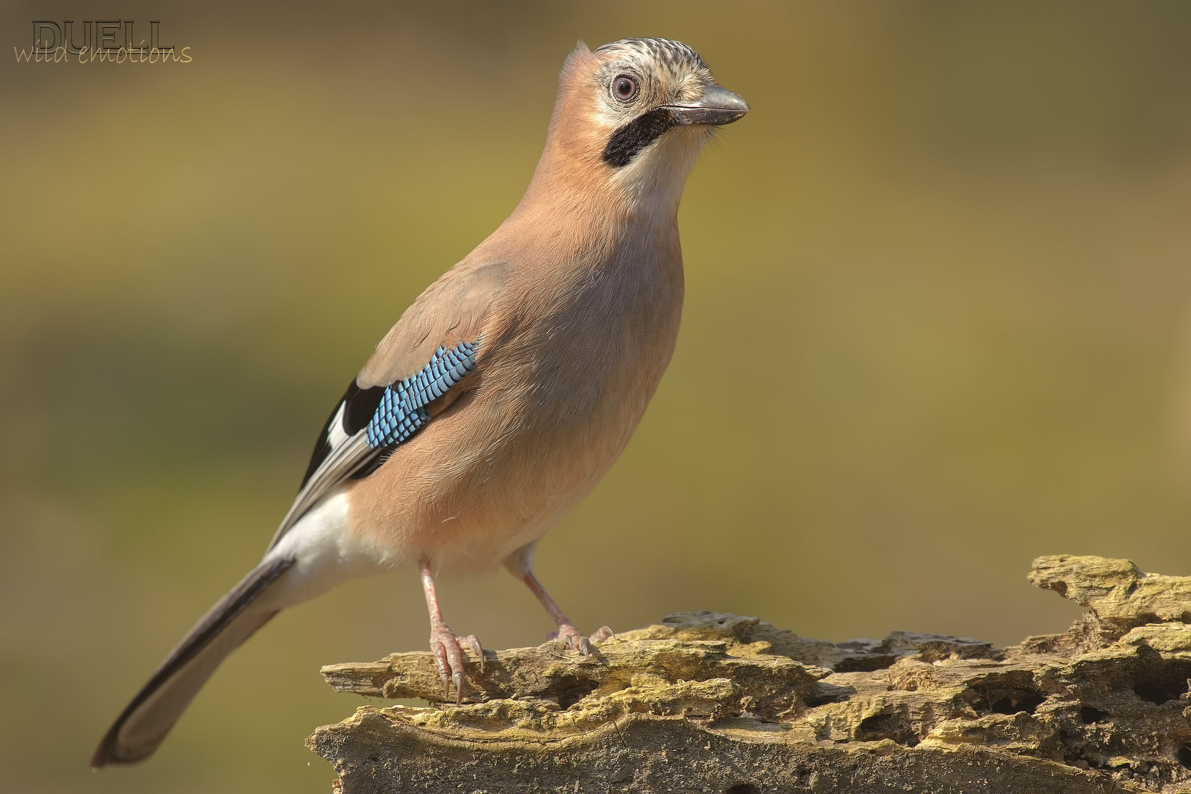 jay in the morning sun