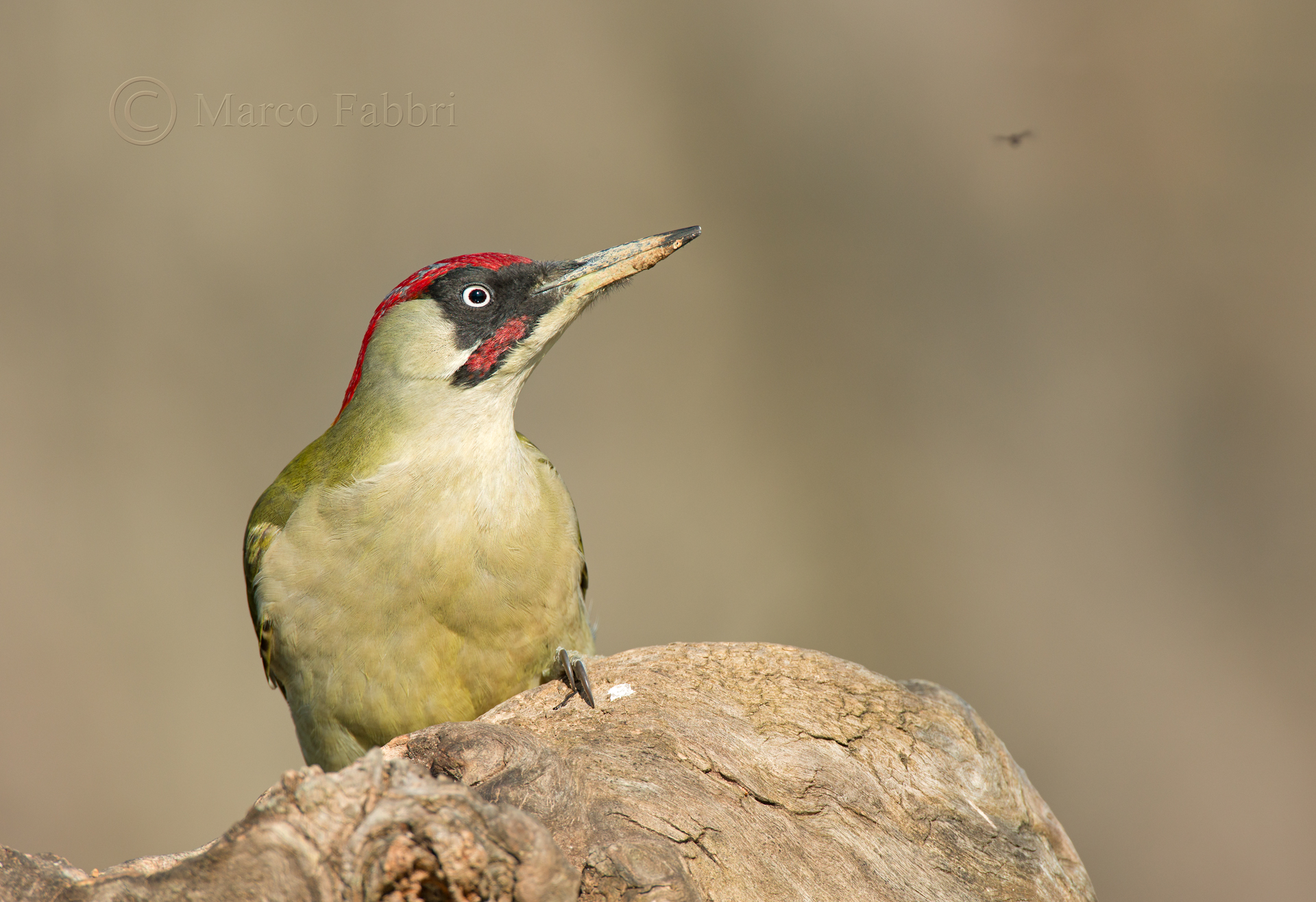 The green woodpecker and the gnat
