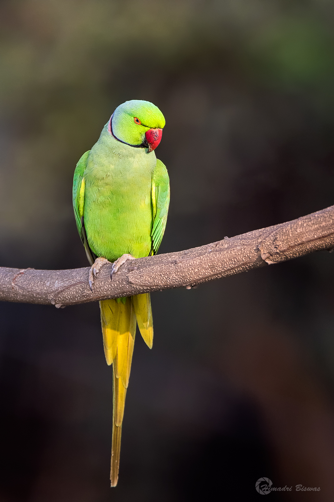 Rose-ring%2bparakeet