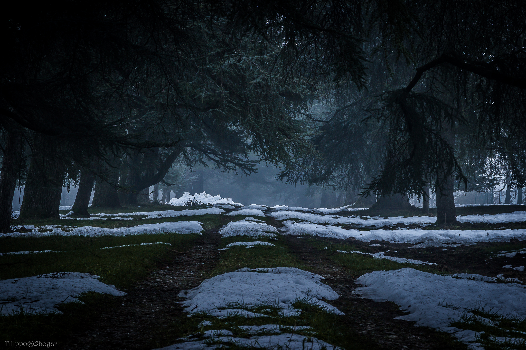 A tunnel through the pines fog