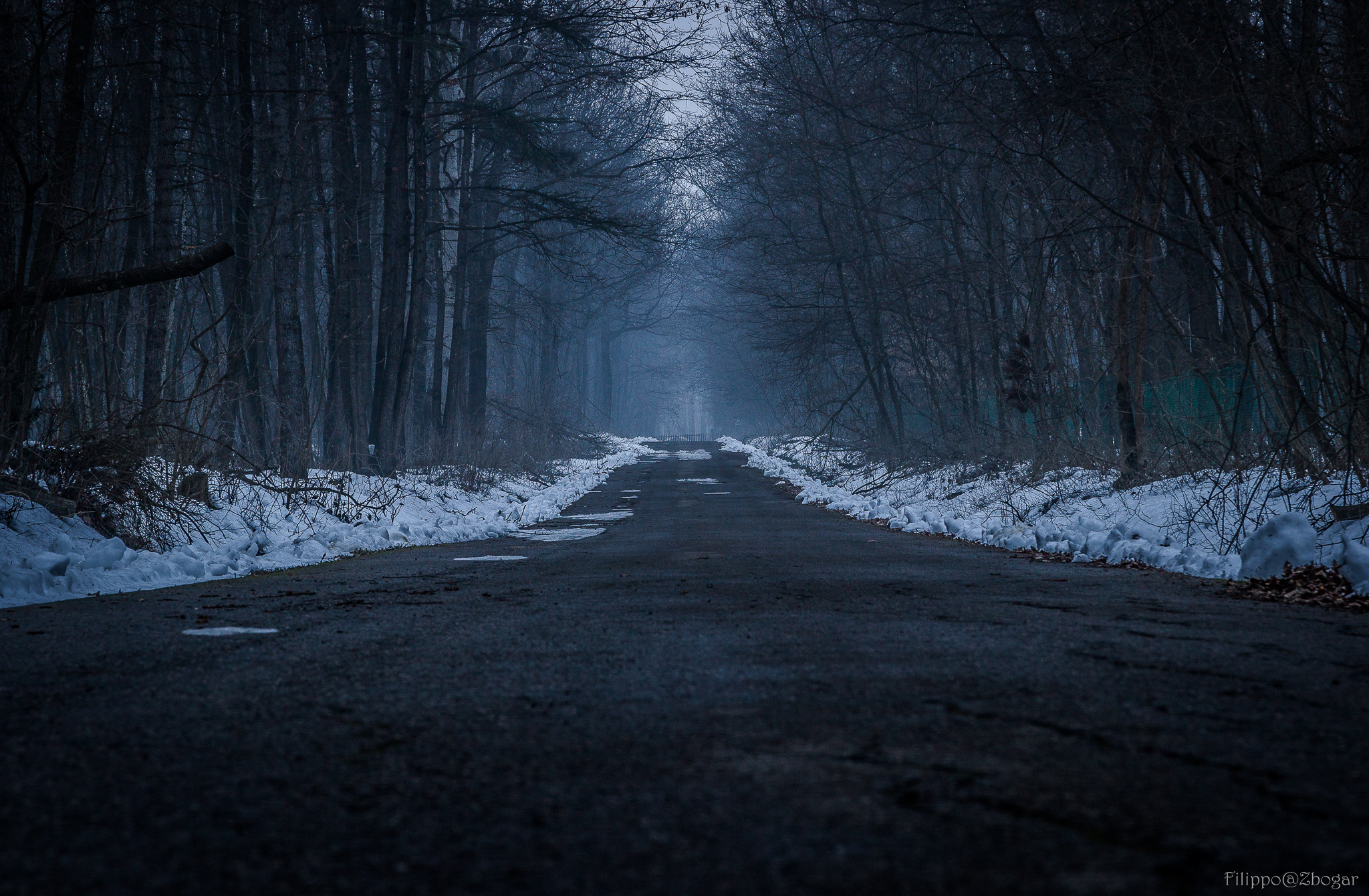 In solitario nella spettrale foresta