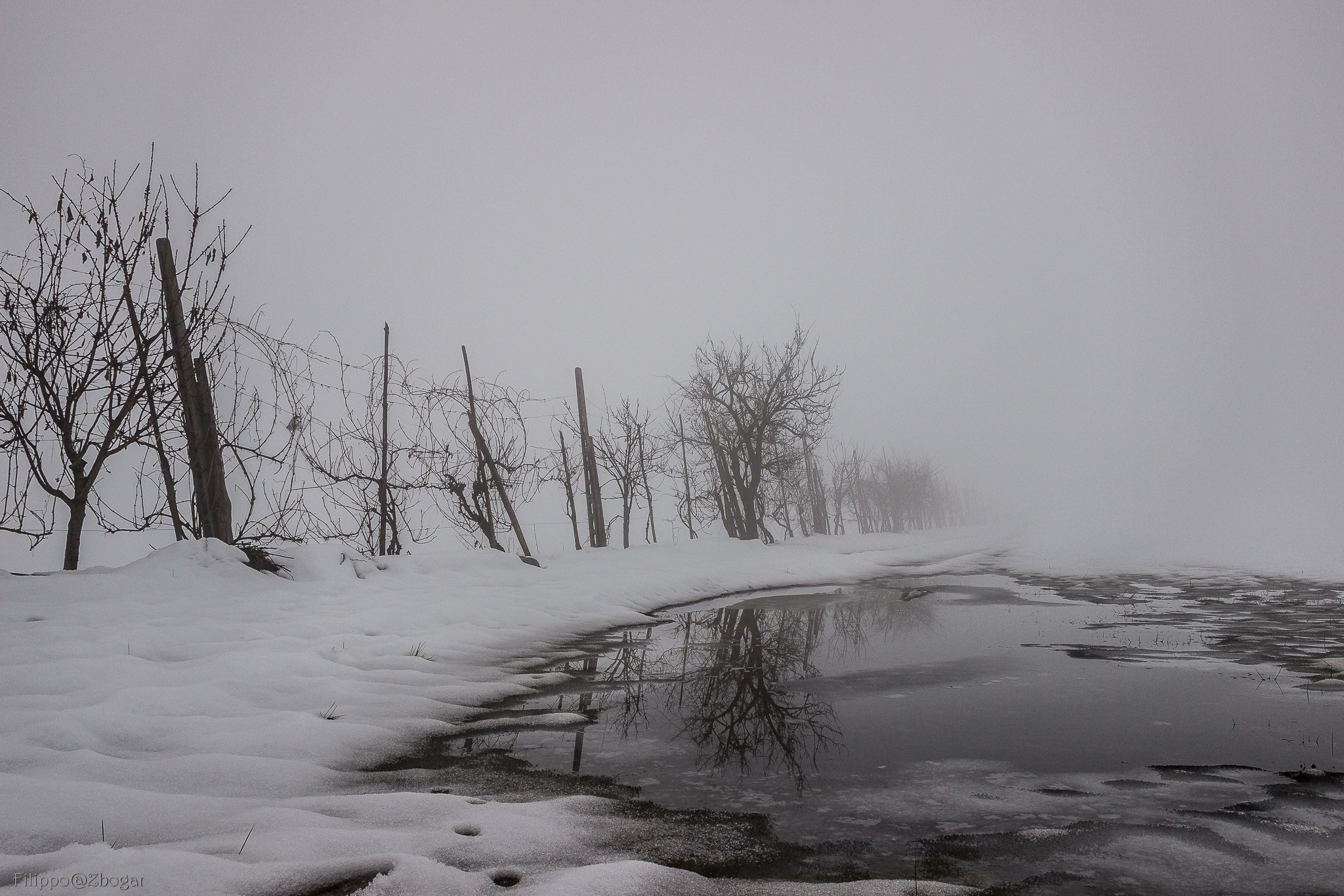 Puncture of the white