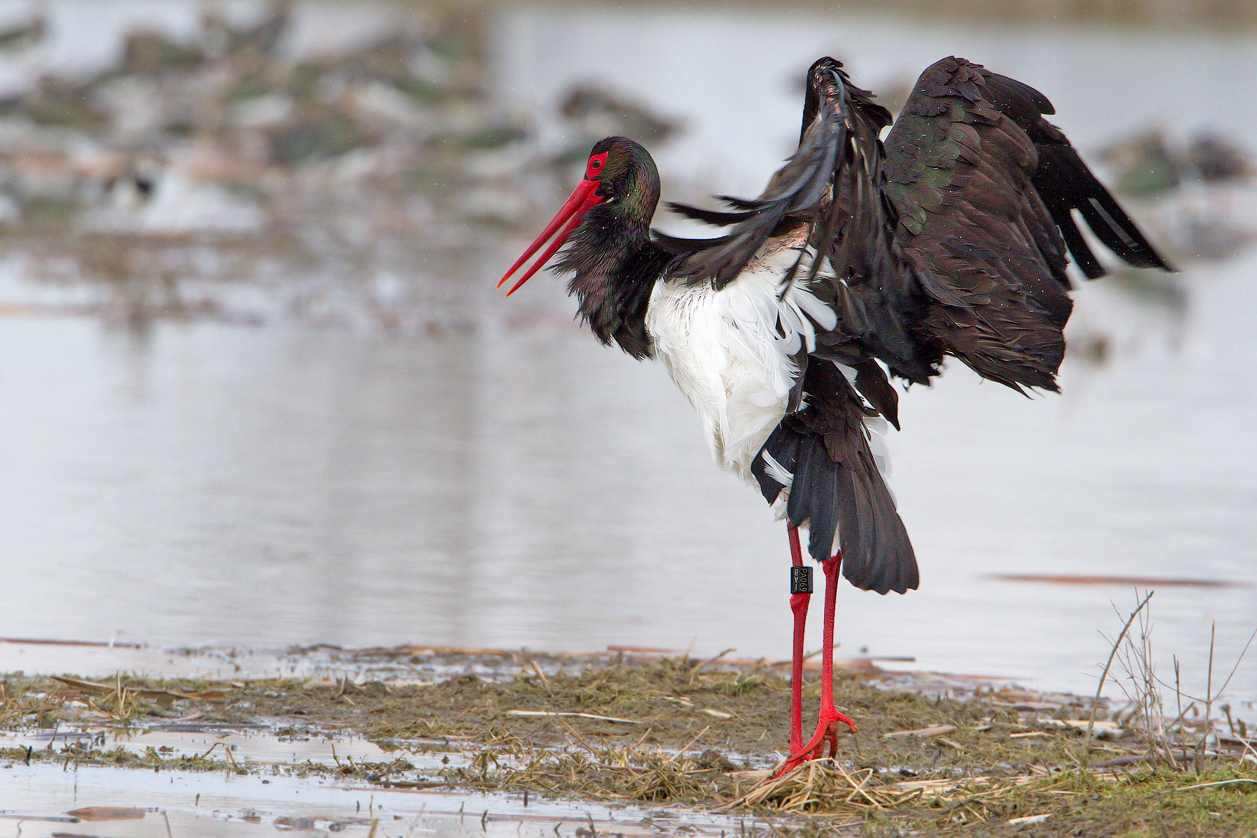 Black Stork