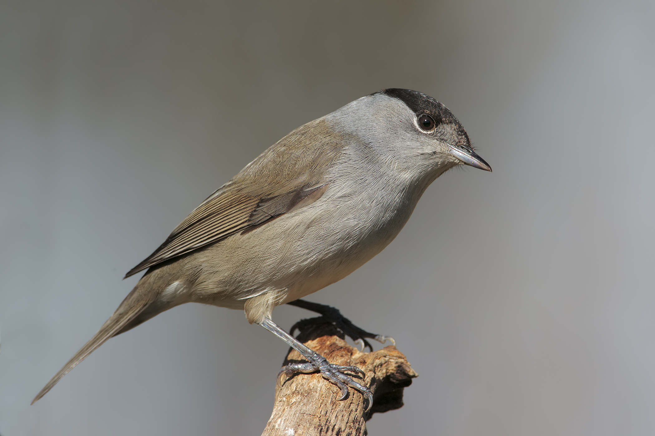 blackcap revised method Mulinai