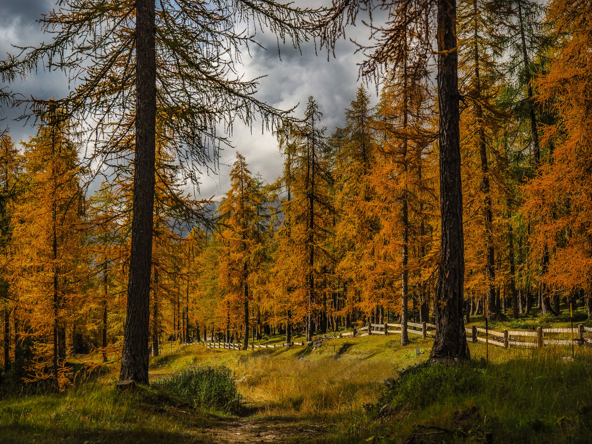 larches