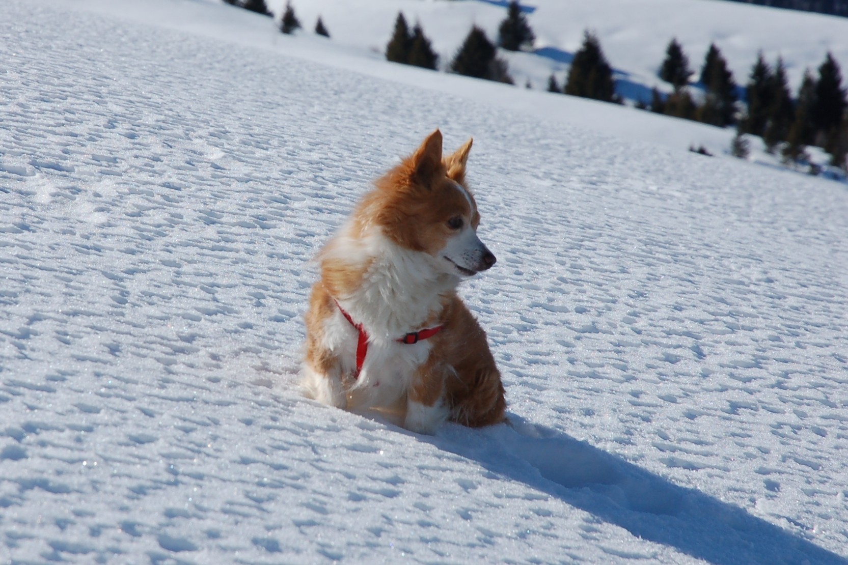 Cicci sulla neve, senza ciaspole!!!