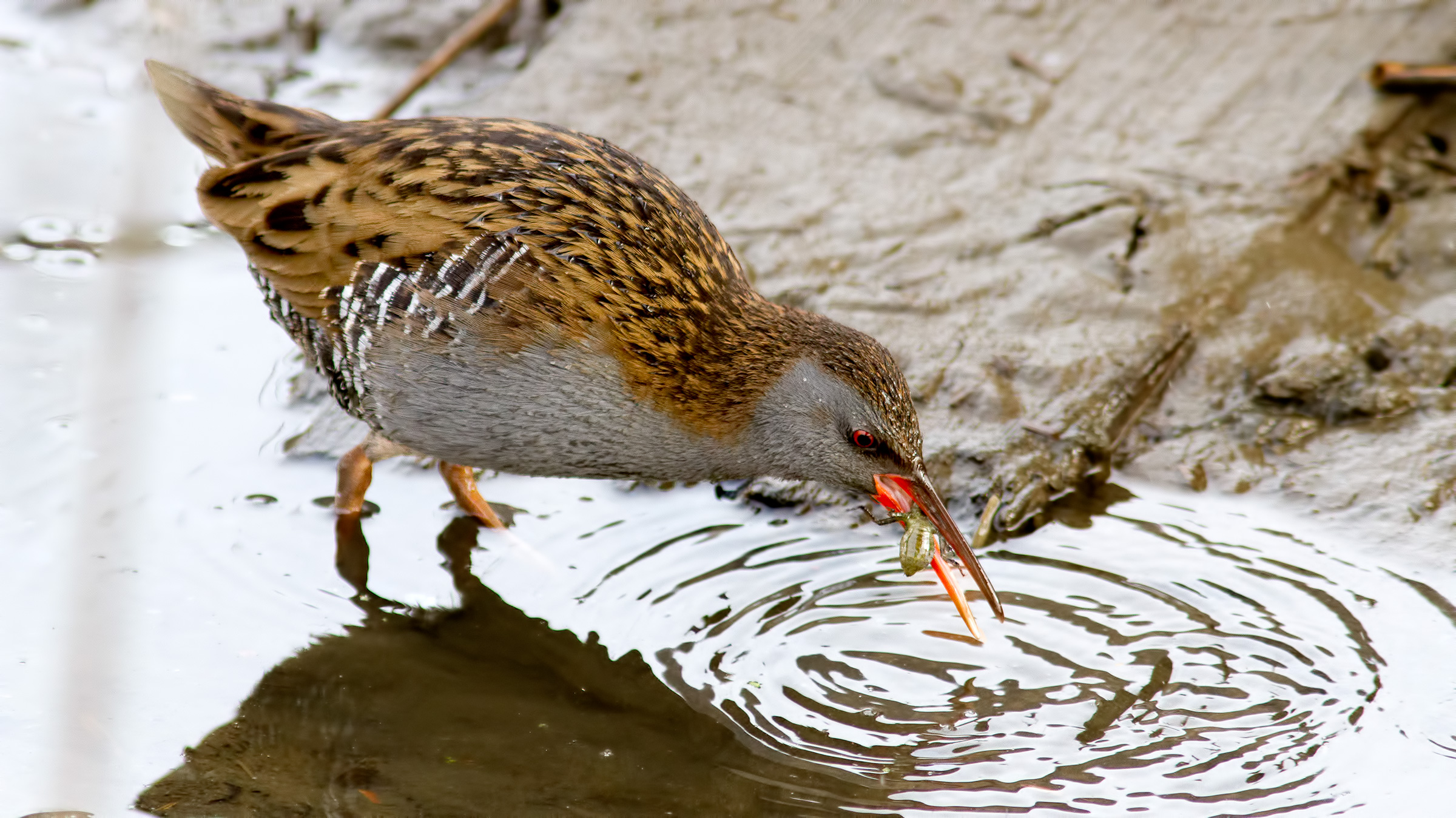 Il pasto del Porciglione