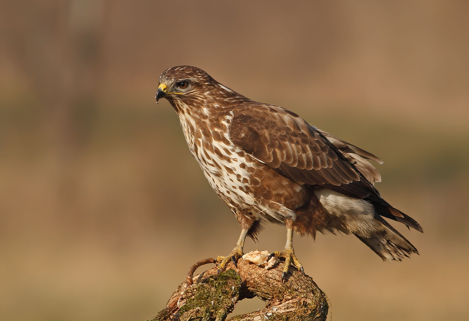 Buzzard