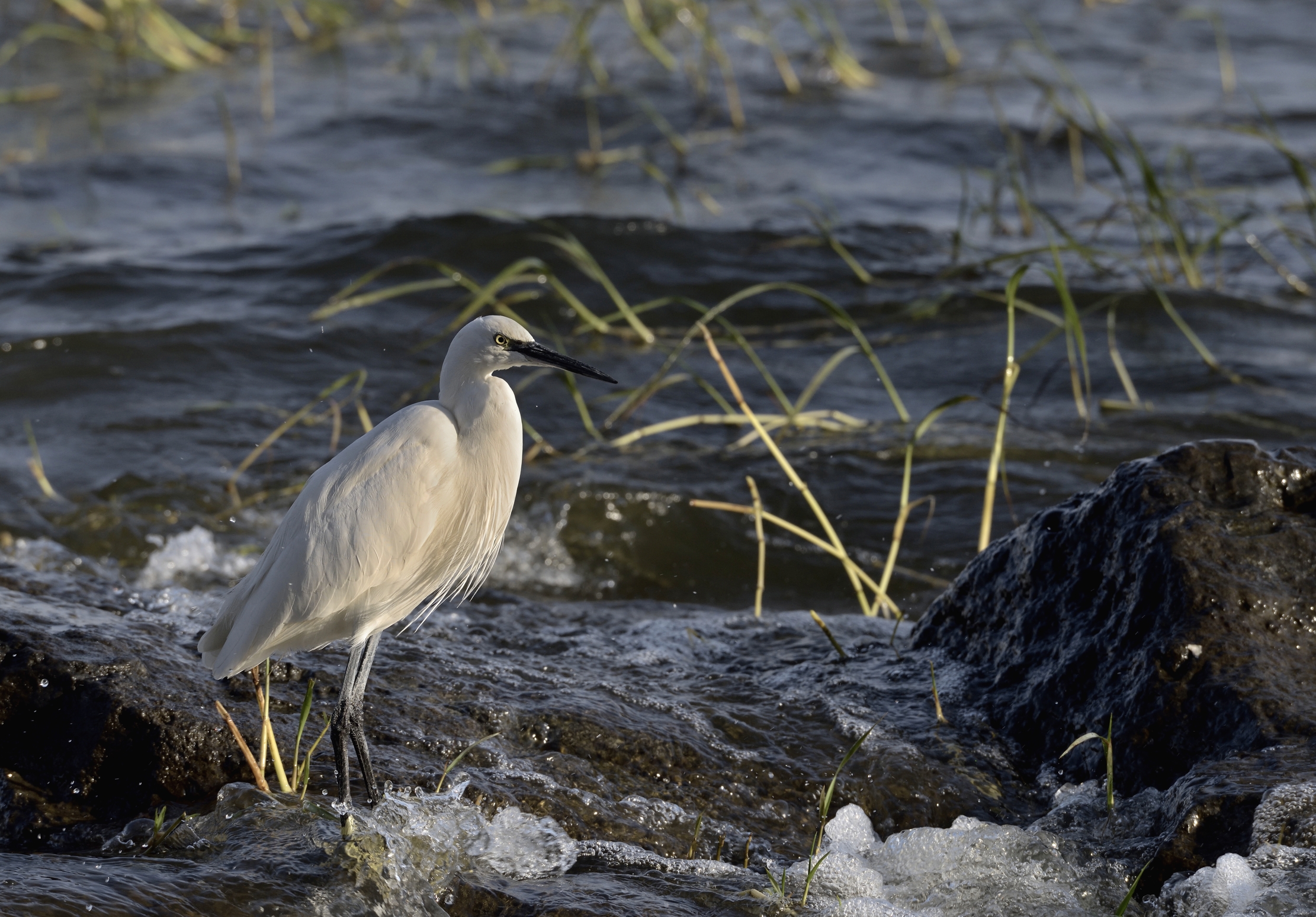Etiopia 2015 - Airone sul lago Hawassa