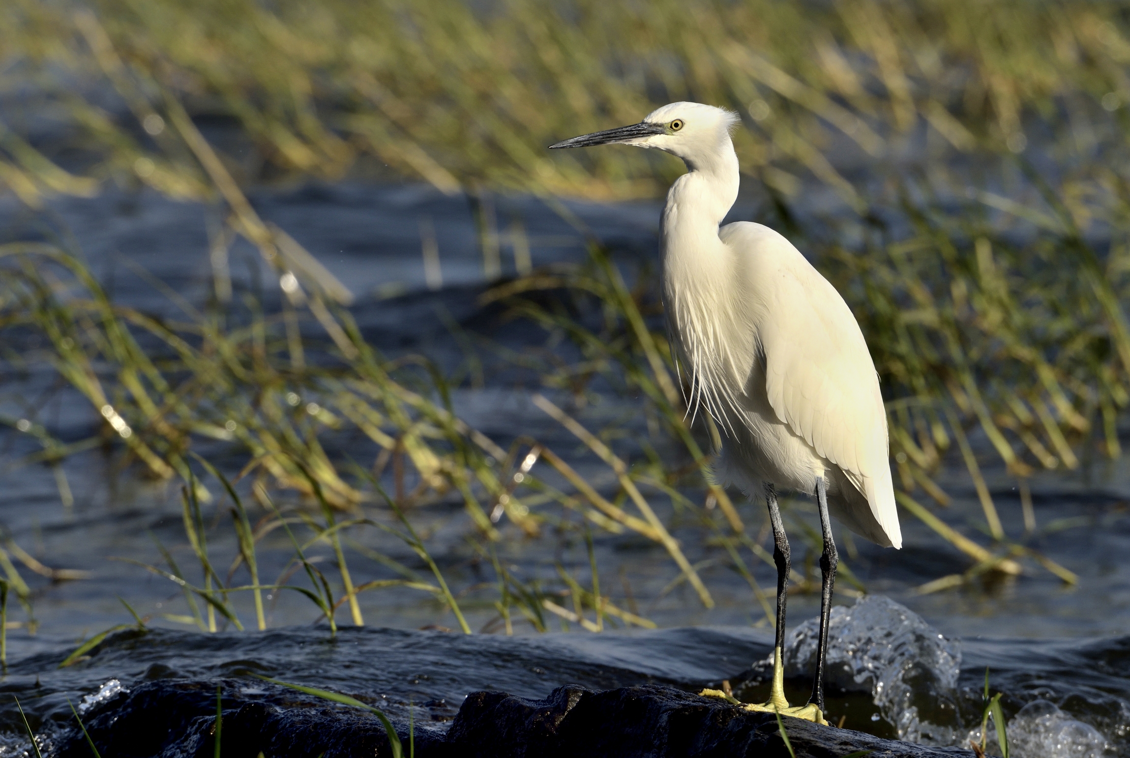 Etiopia 2015 - Airone sul lago Hawassa