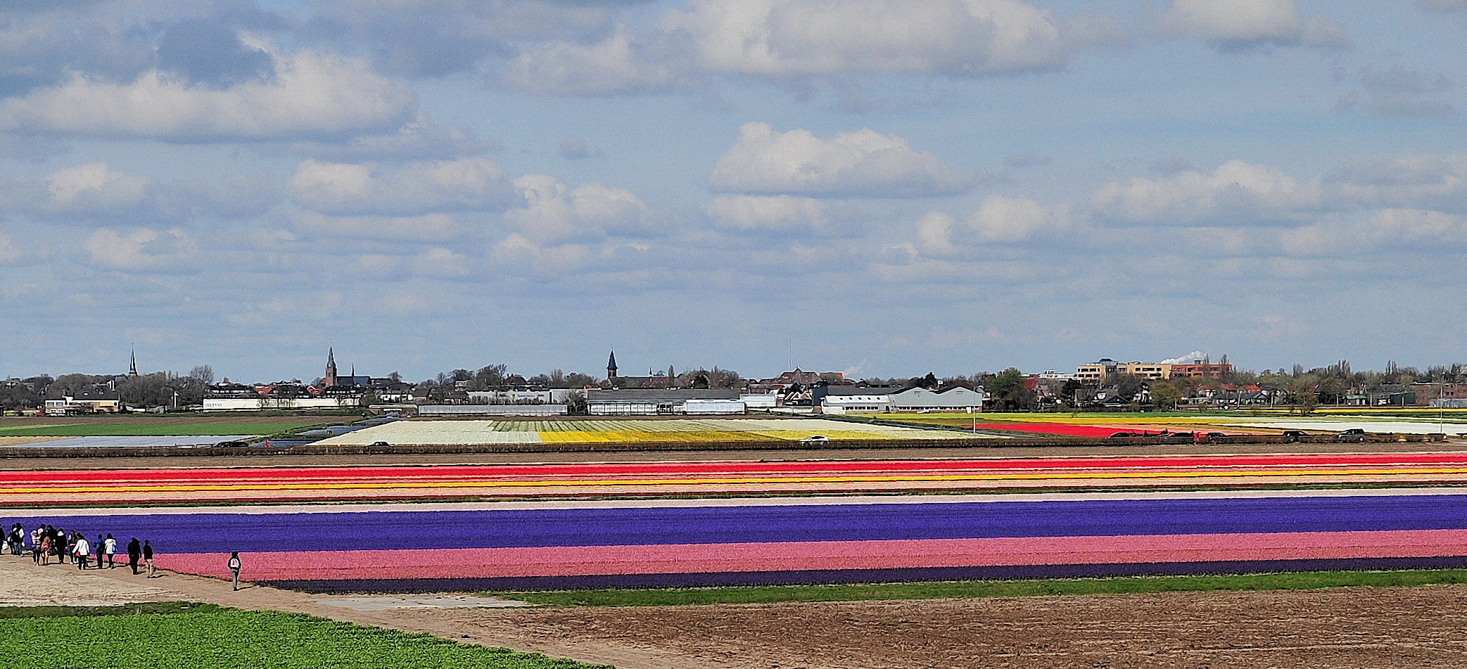 colored field of flowers