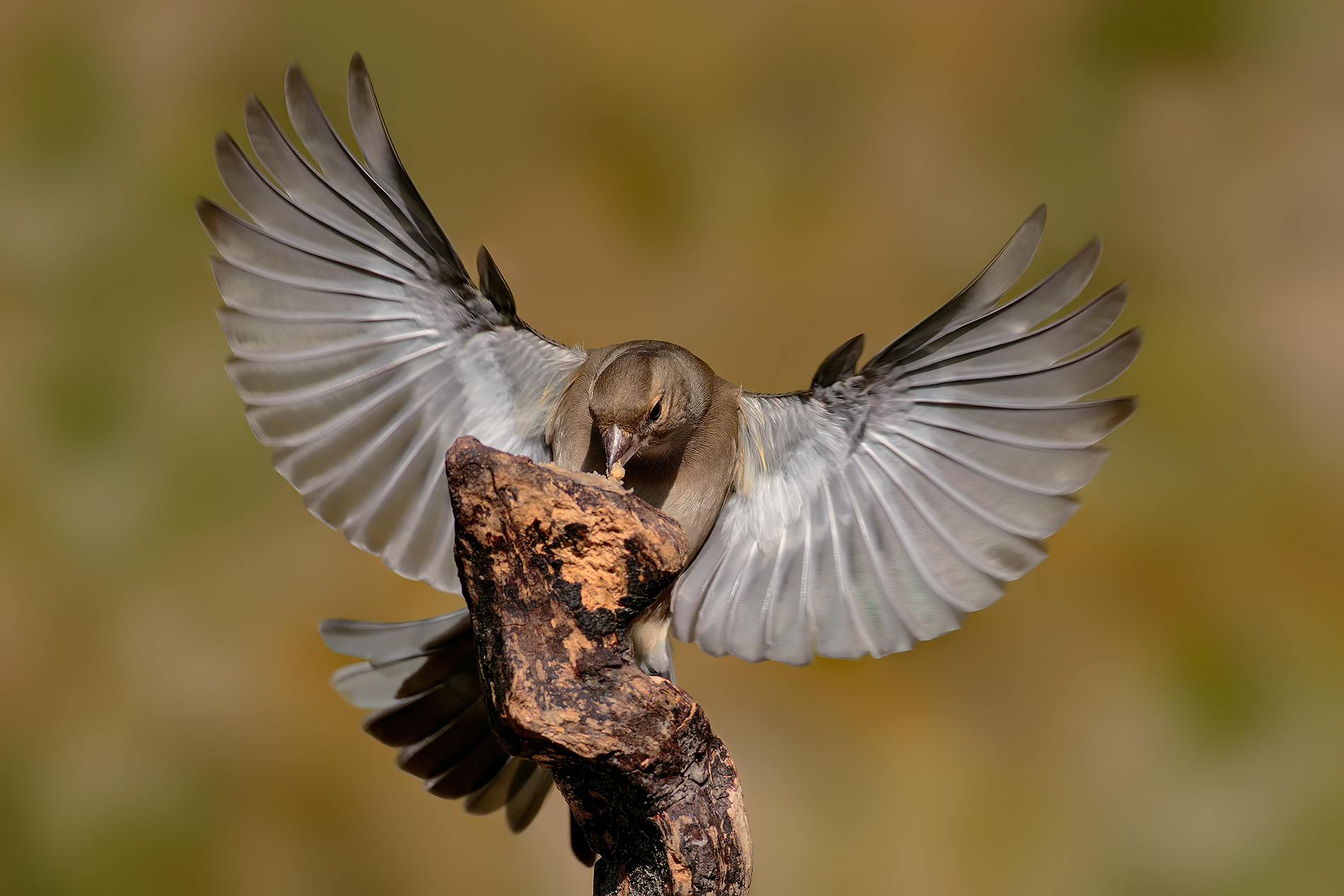 In sospensione per il pasto....
