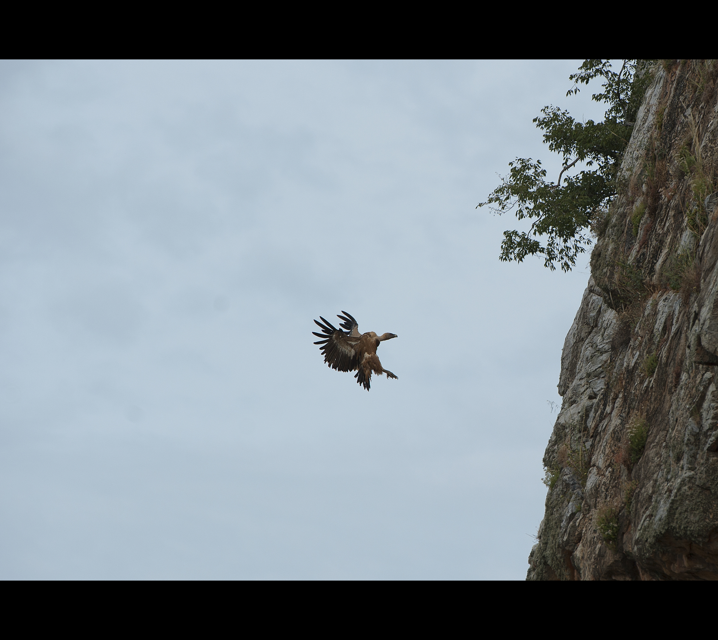 ... Approach to the nest ...