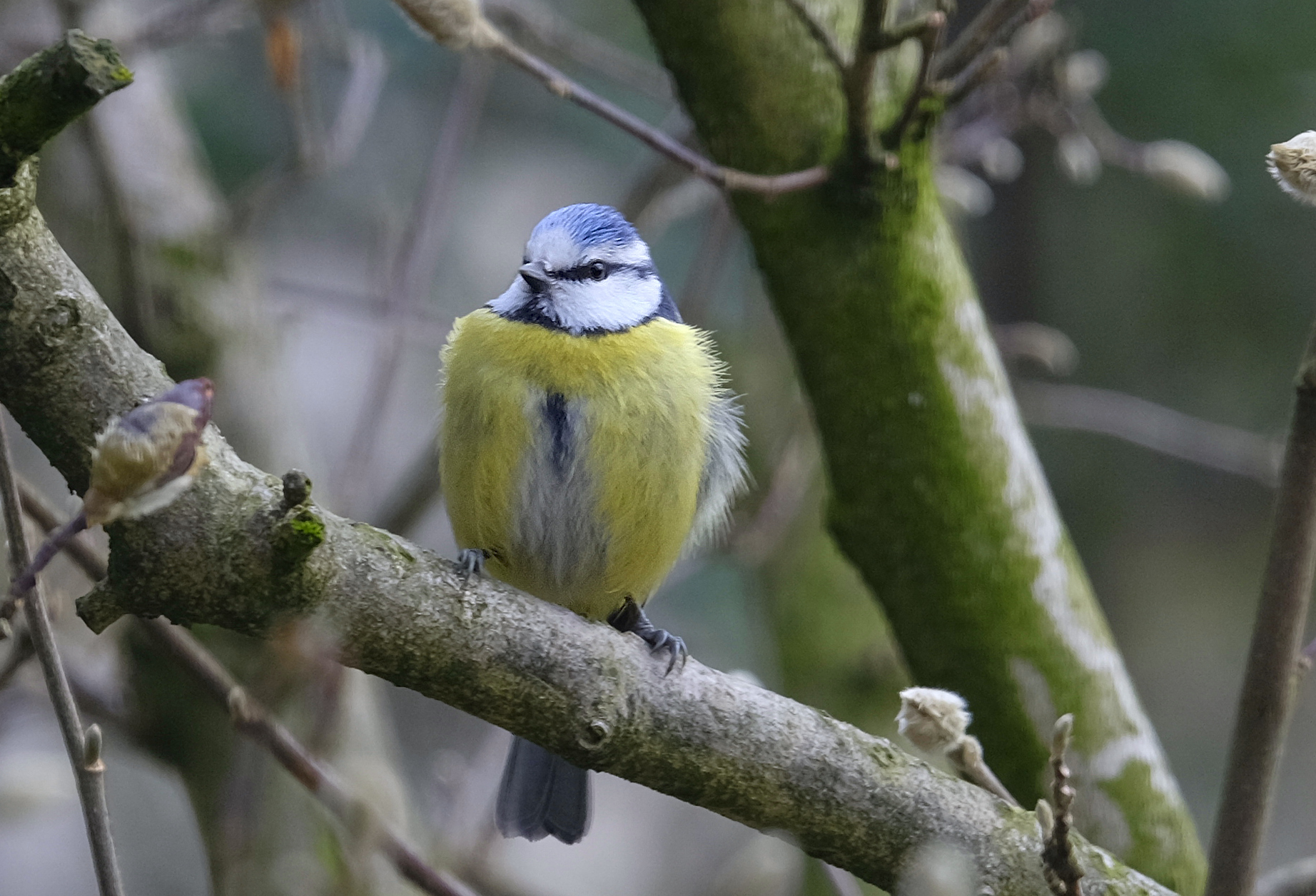 Great Tit