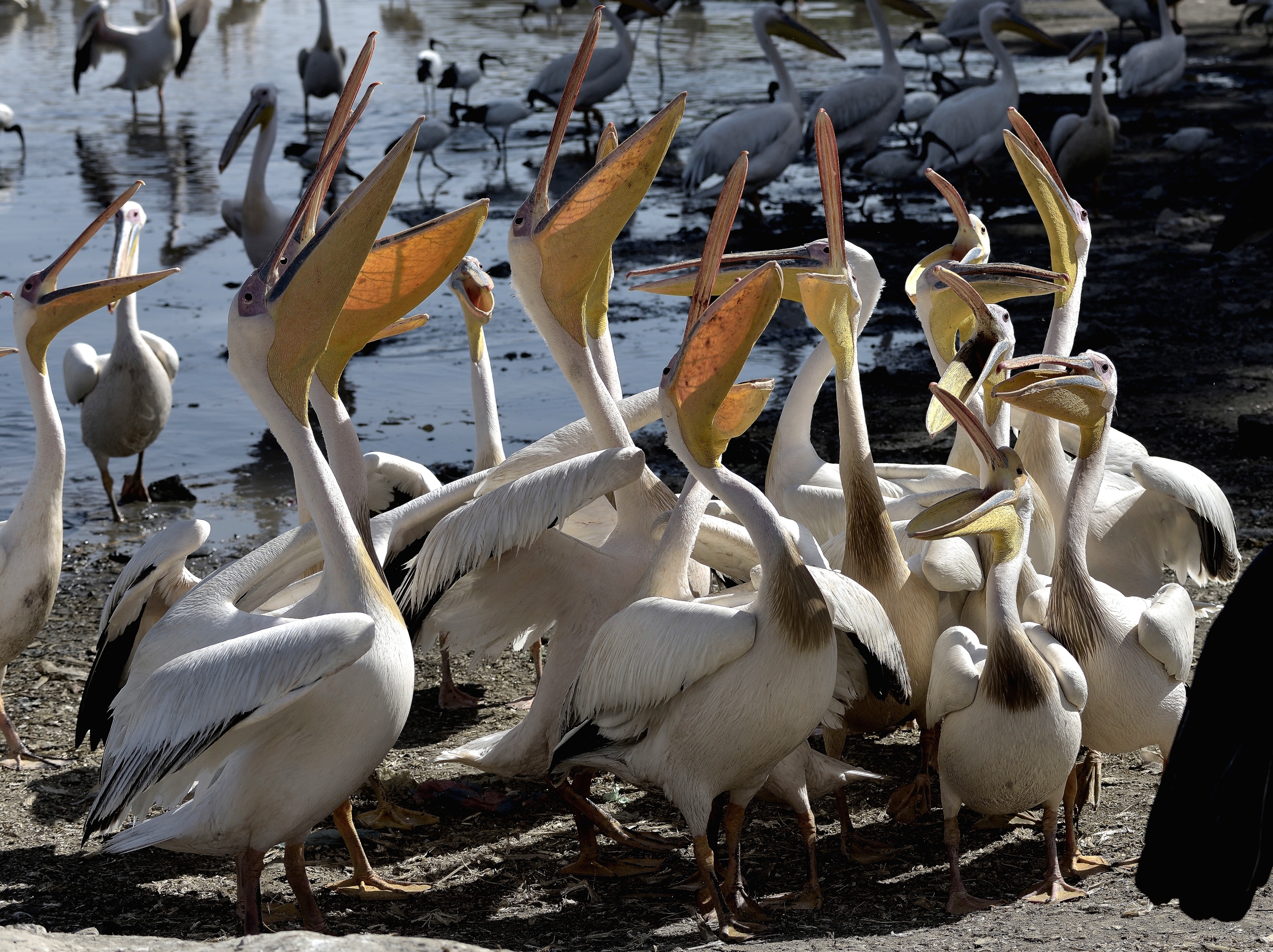 Etiopia 2015 - Pellicani sul lago Zwai