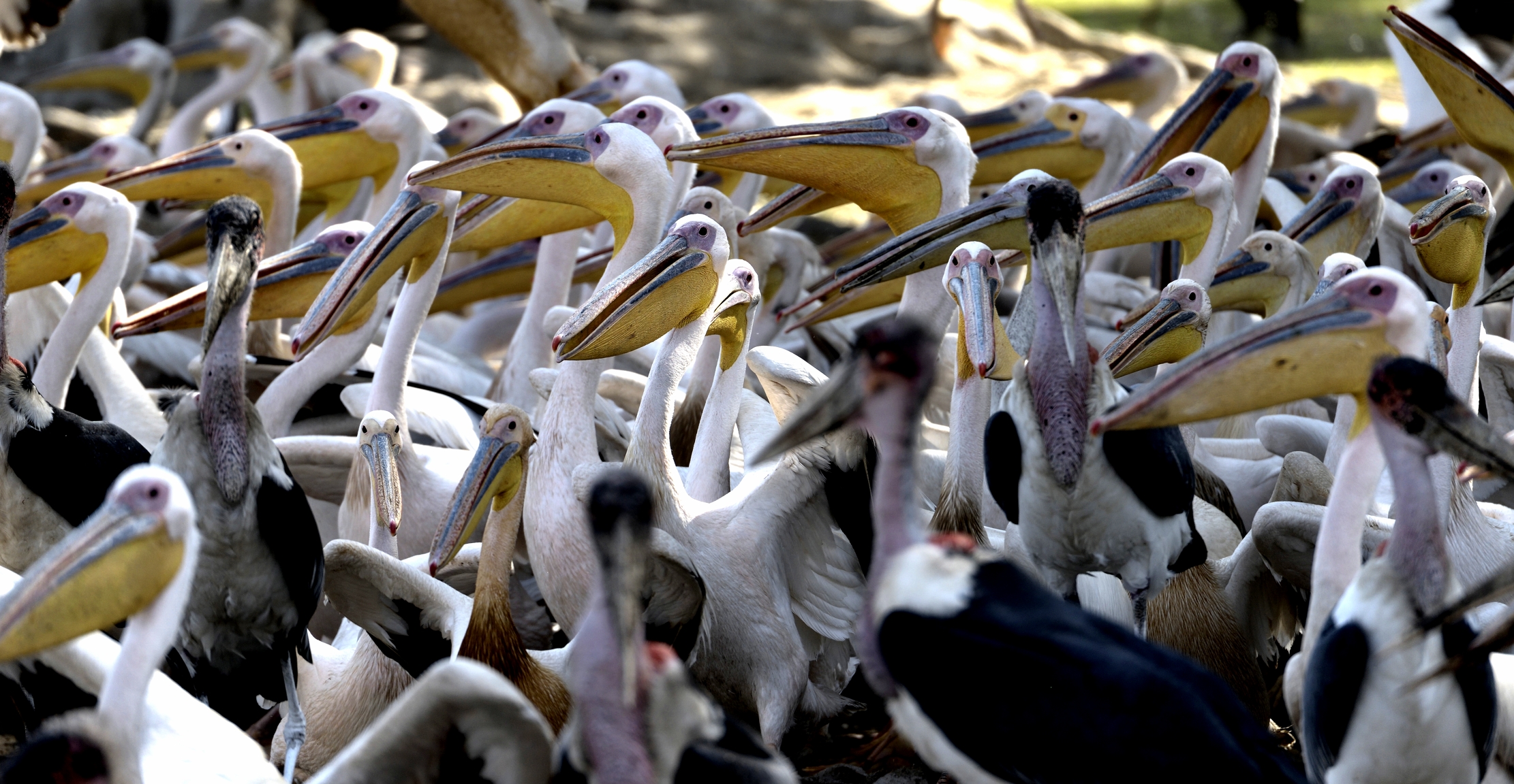 Etiopia 2015 - Pellicani sul lago Zwai