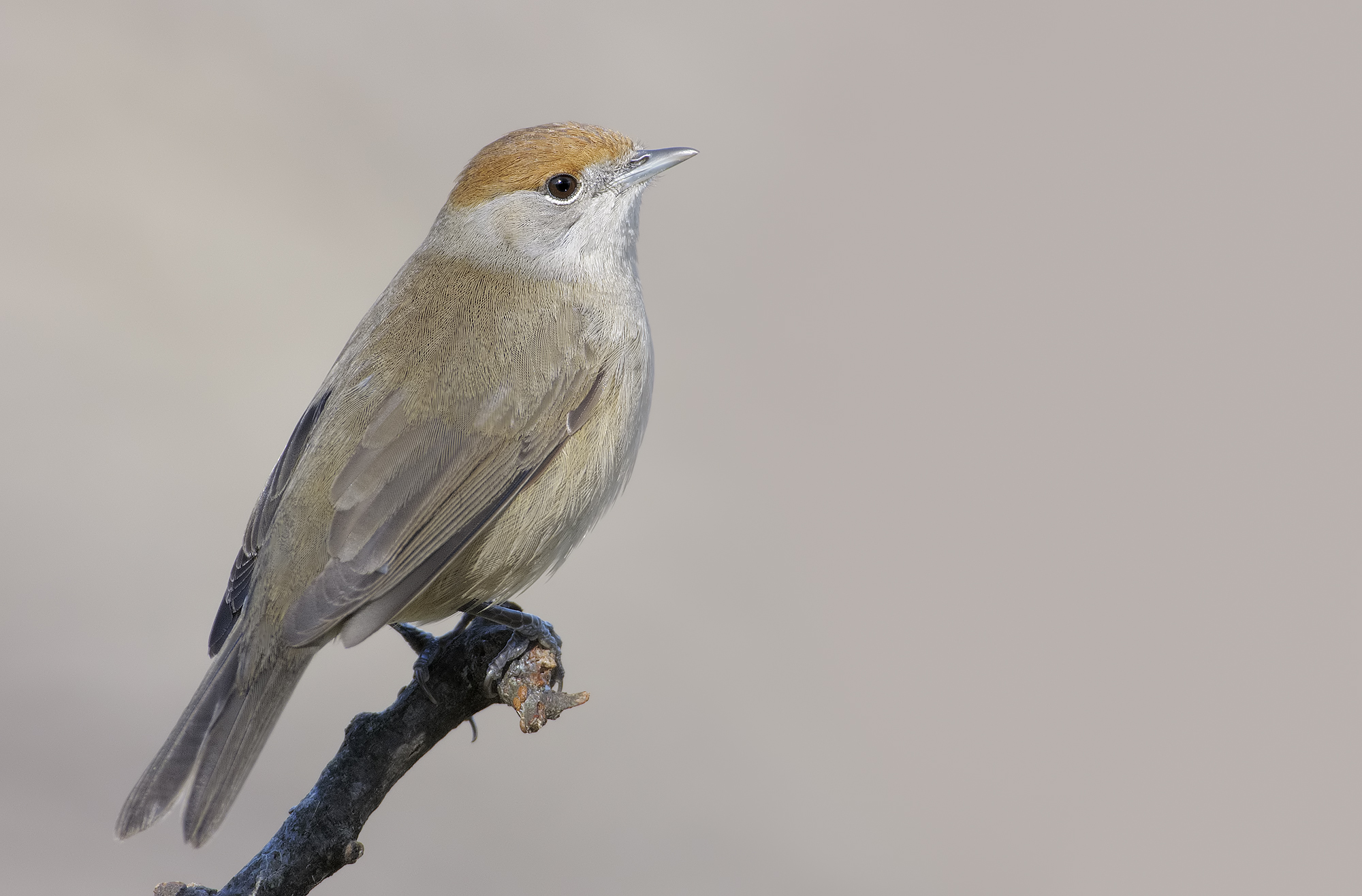 F blackcap (Sylvia atricapilla)